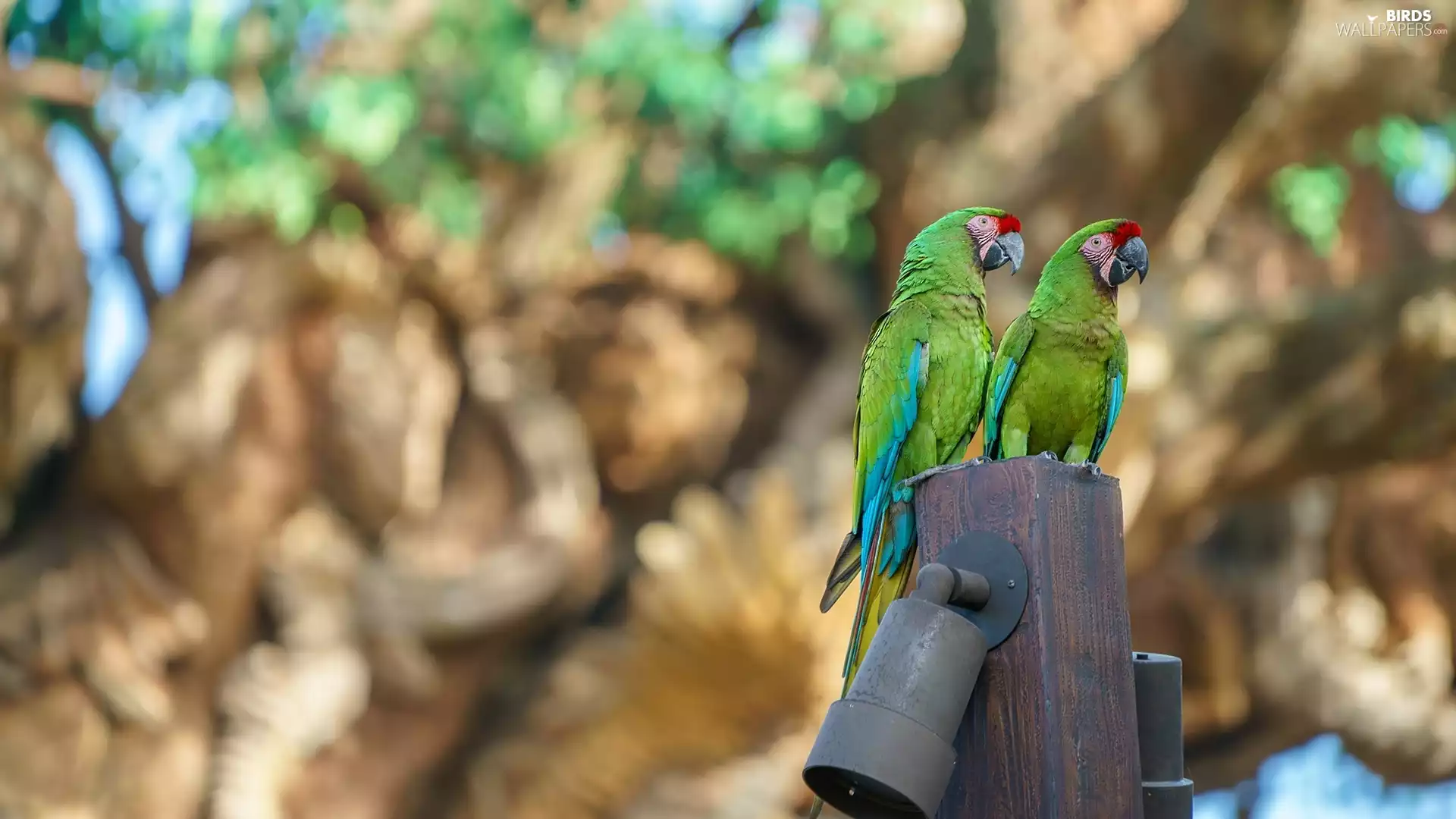 birds, Parrots, Military Macaw, Two