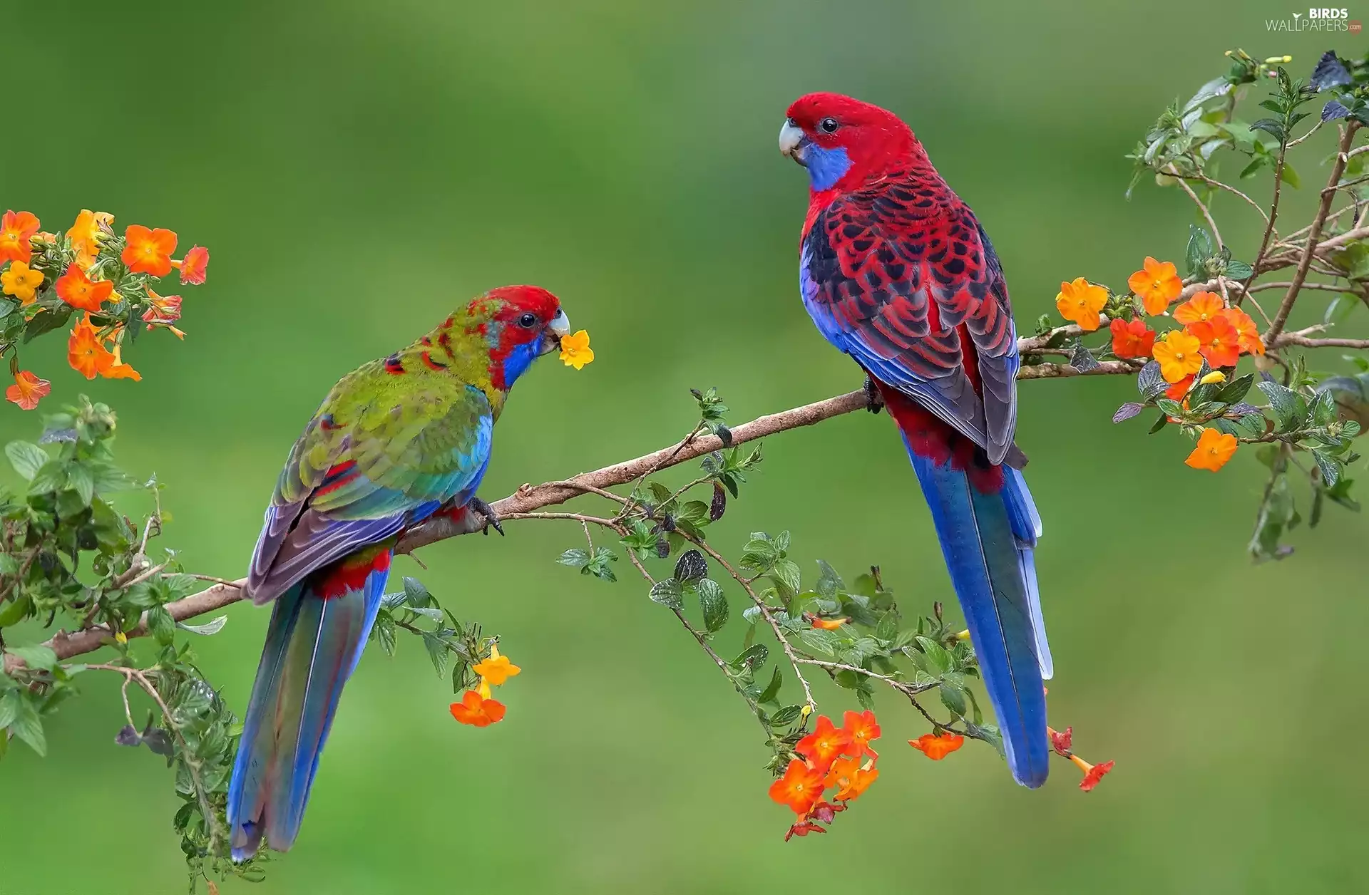 twig, Parrots, Rosella Kings, Flowers