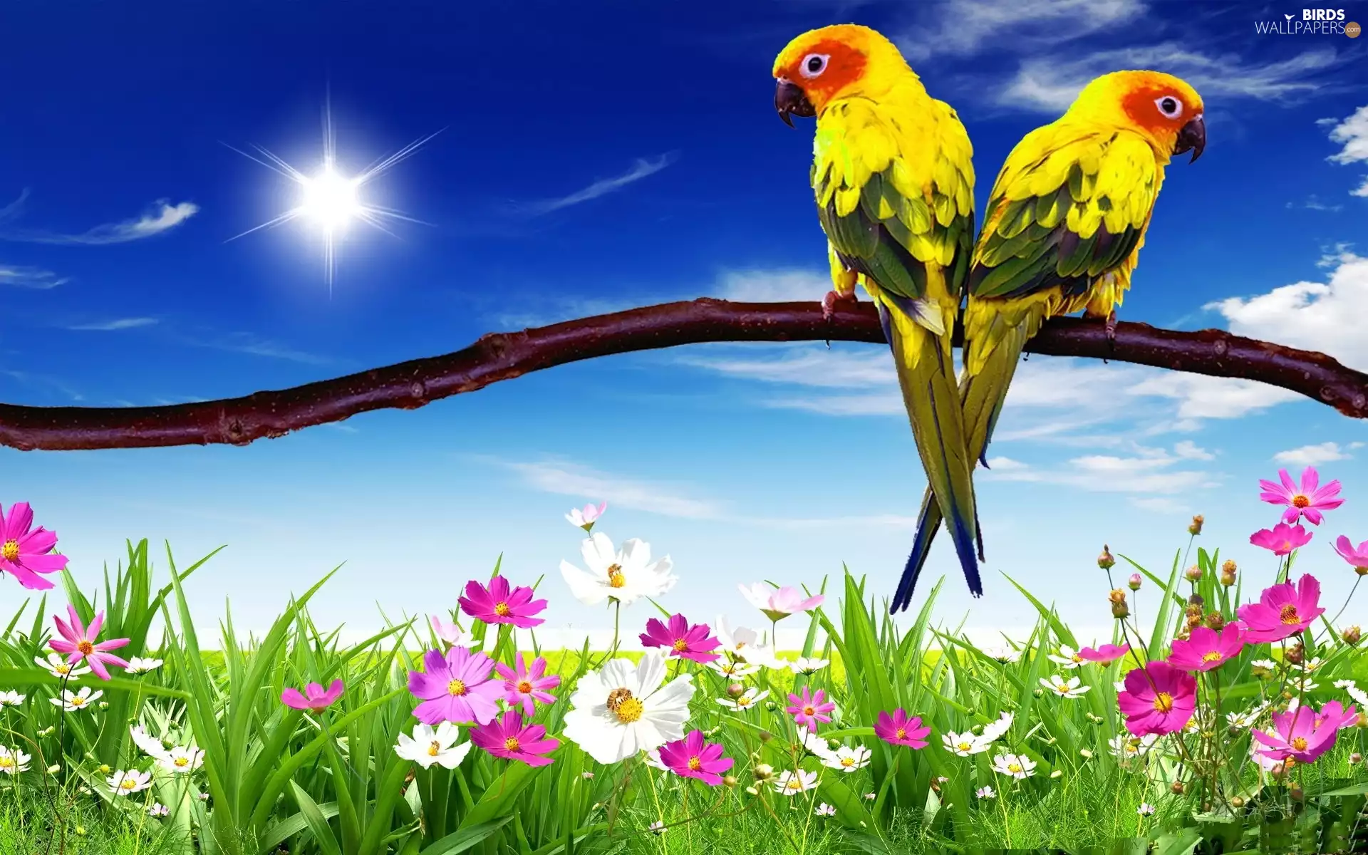 Sky, branch, Flowers, Parrots
