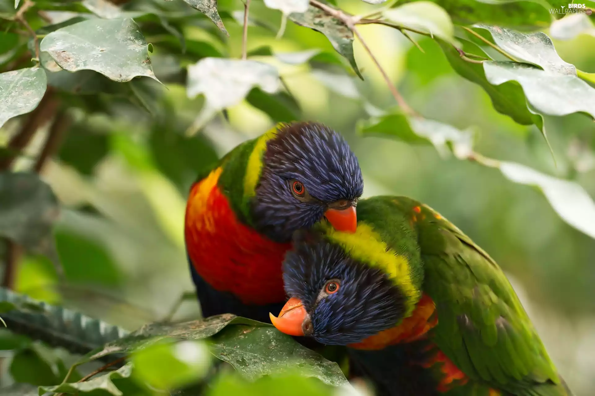 Two, Leaf, green, Parrots