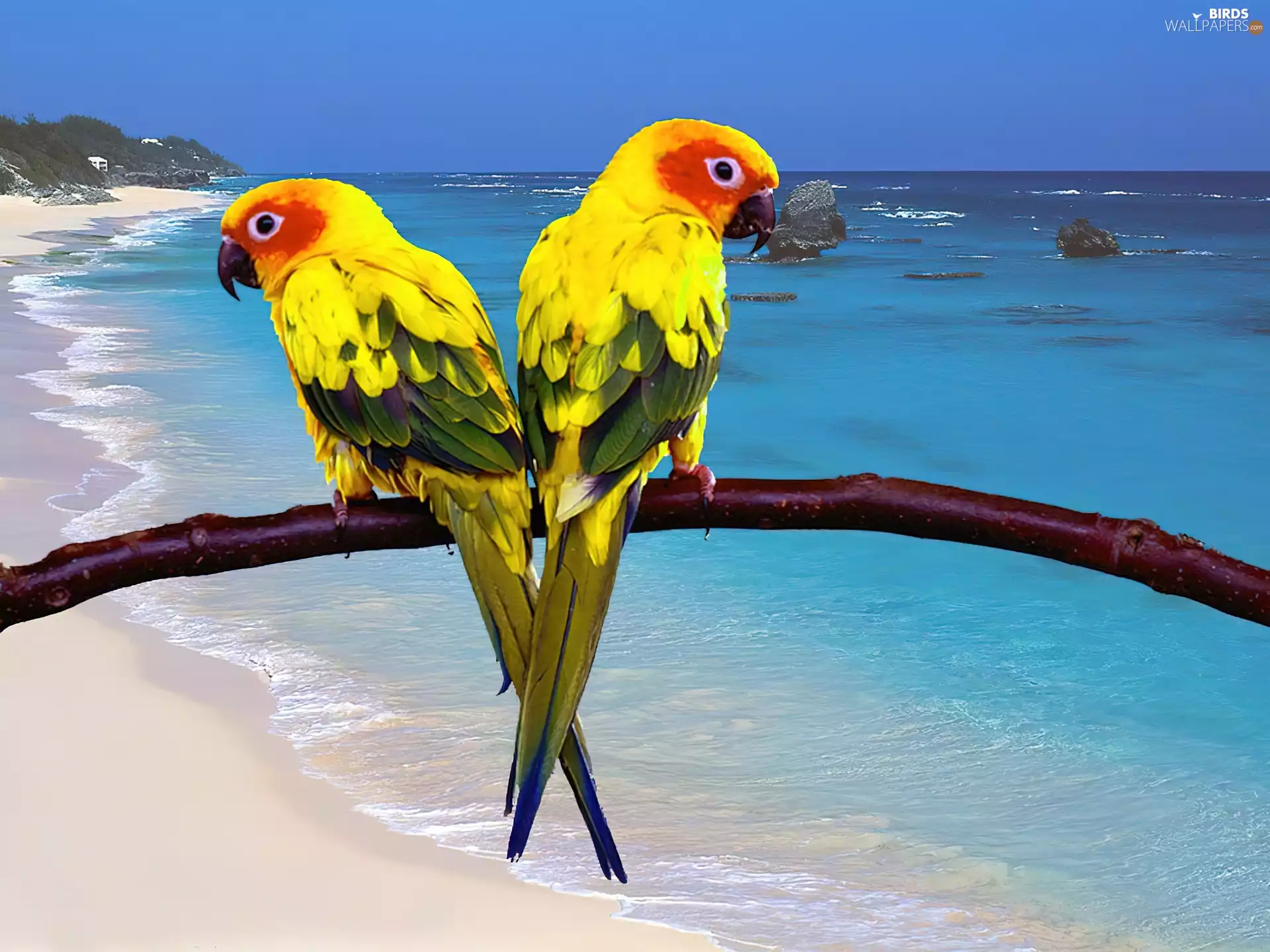 Two, stick, sea, Parrots