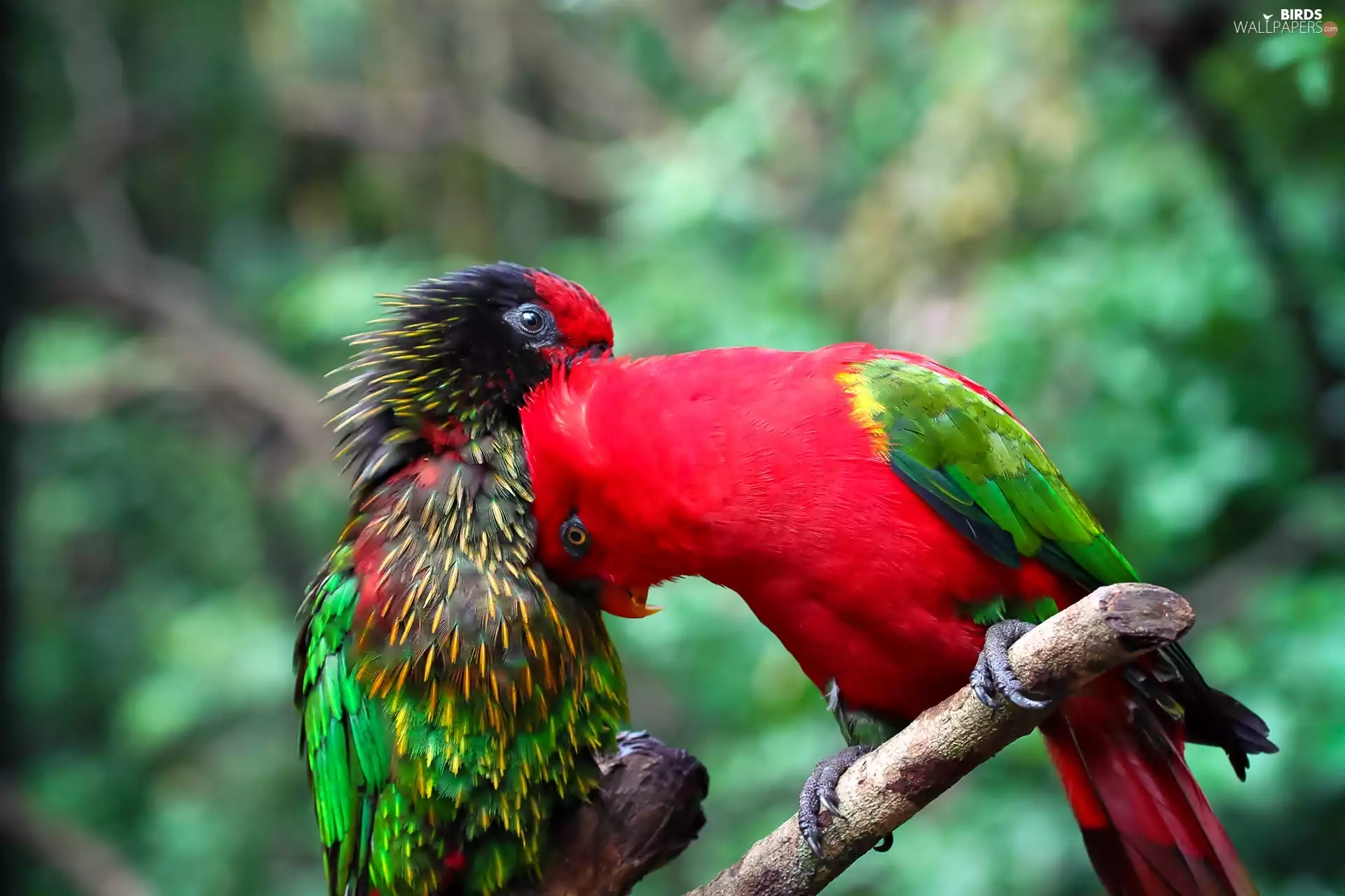 Two, branch, Steam, Parrots