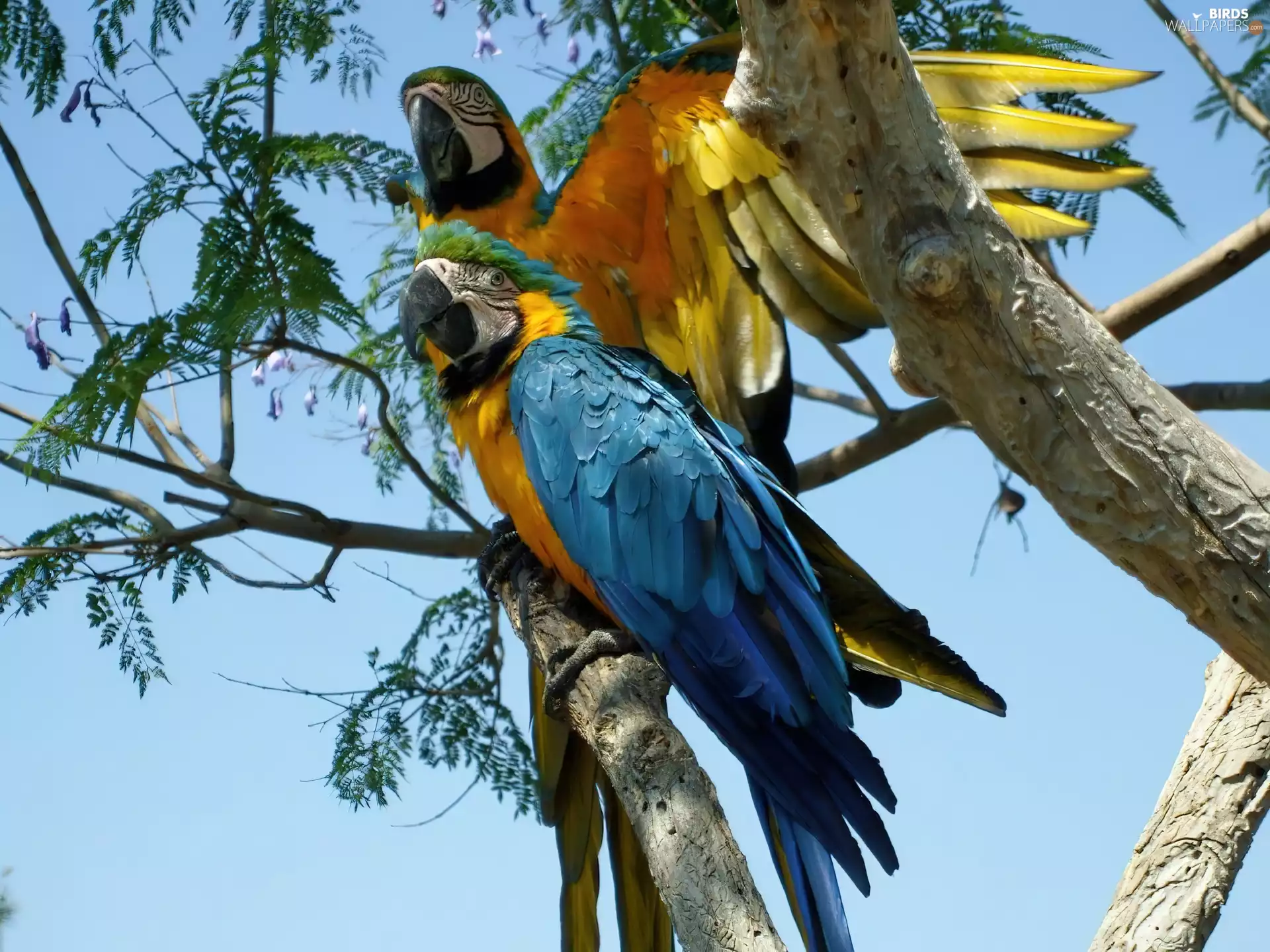 Two, ara, trees, Parrots