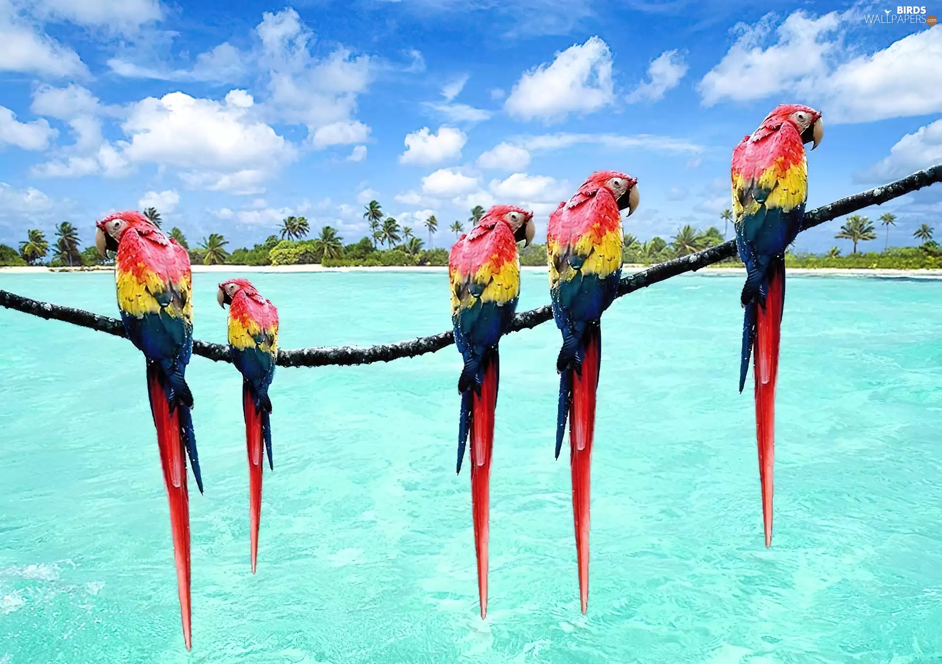 Parrots, water