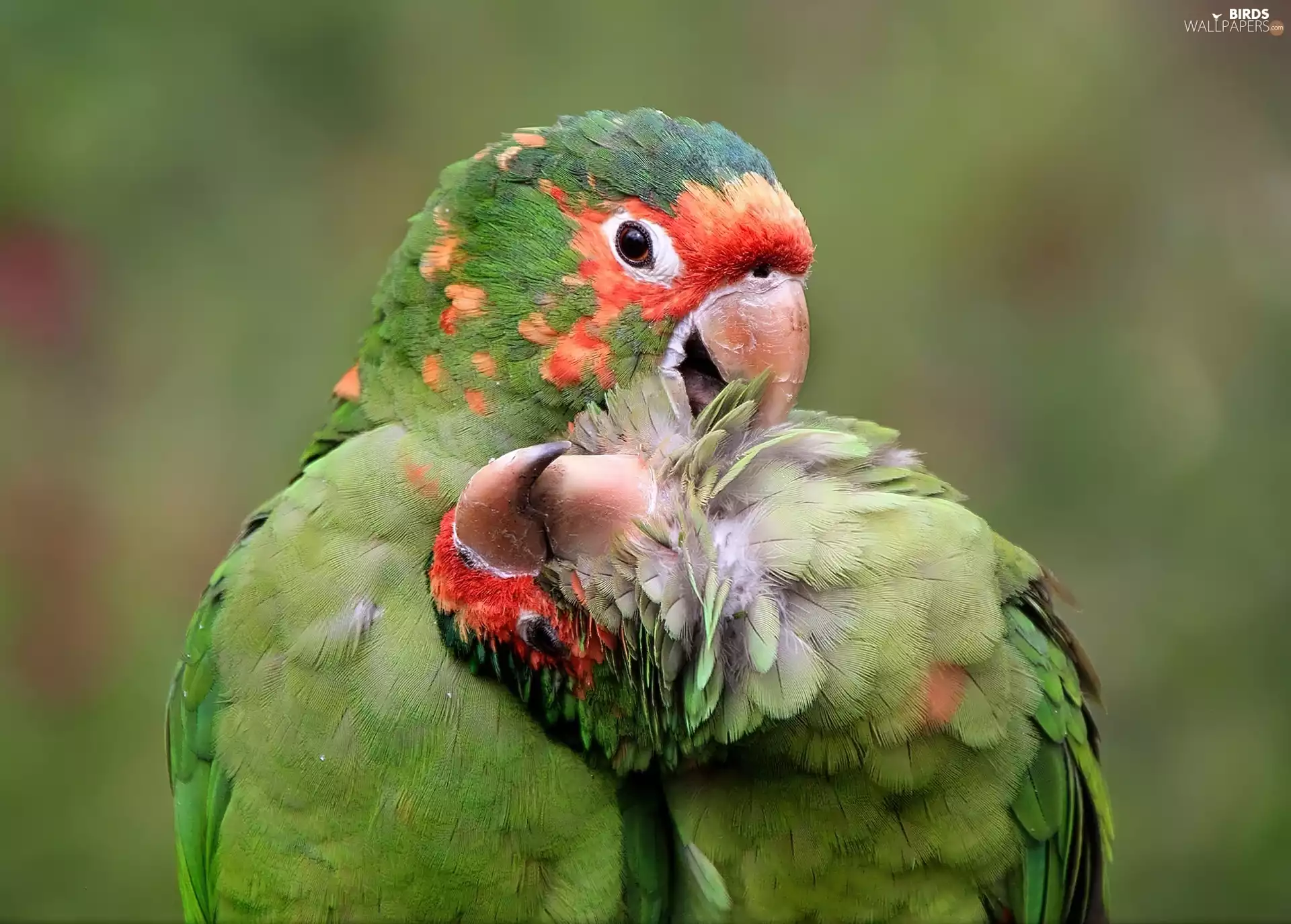 Parrots