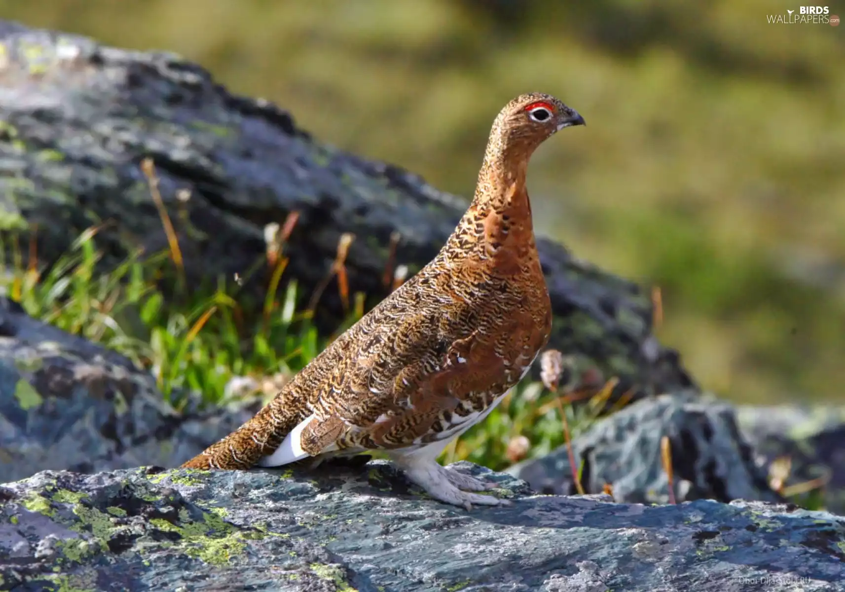 Bird, Stones, grass, partridge