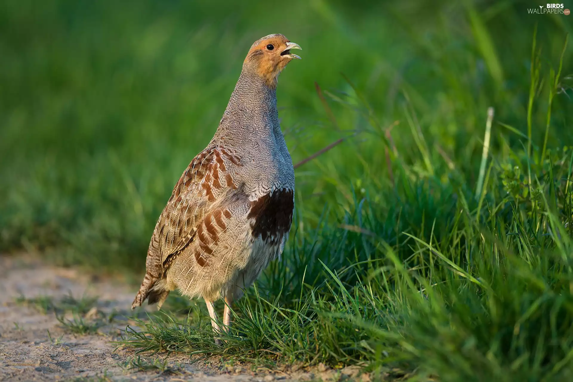 partridge, grass