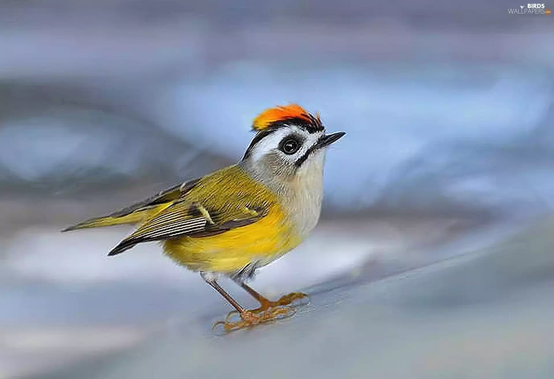passerines, firecrest