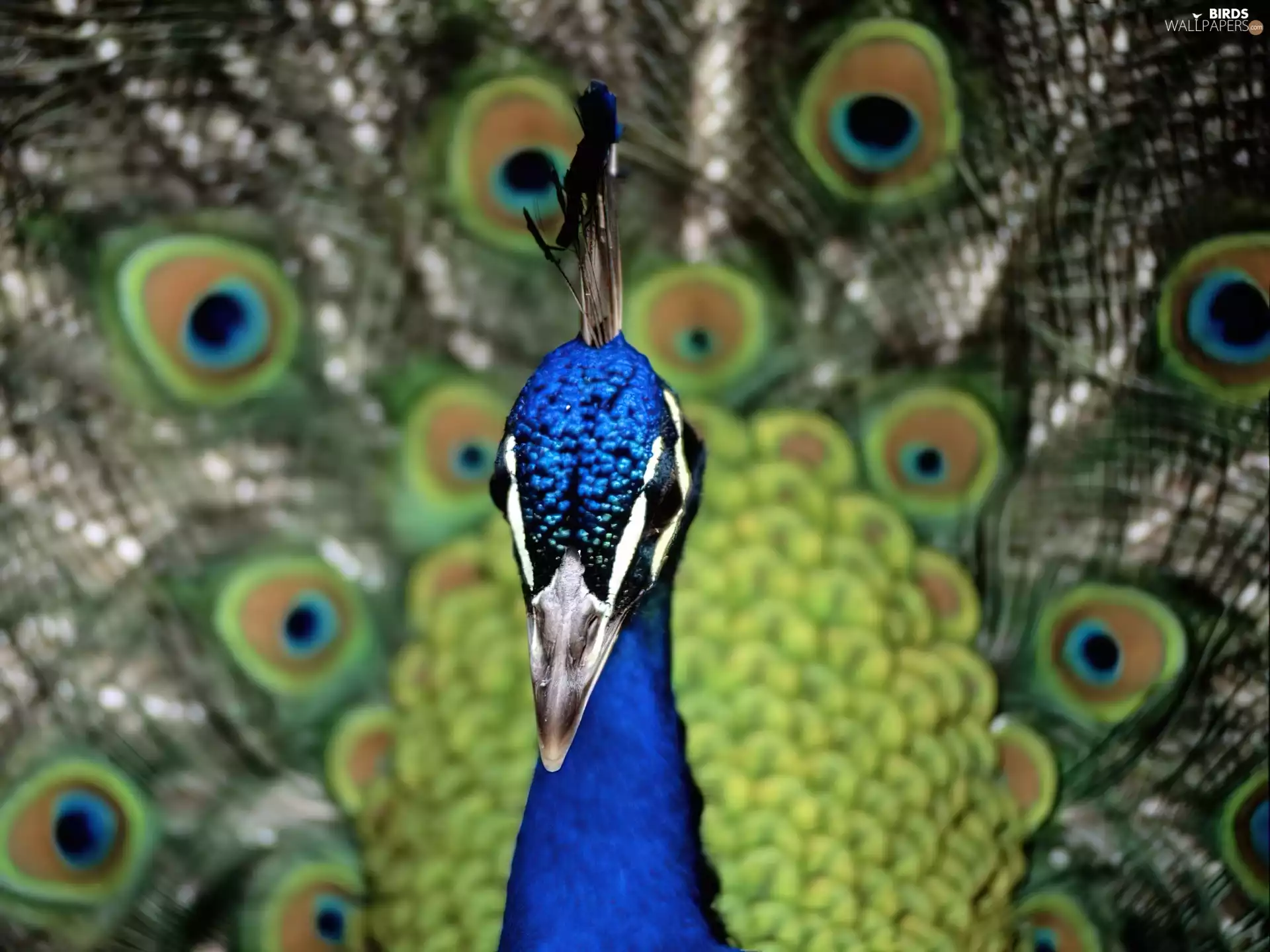 peacock