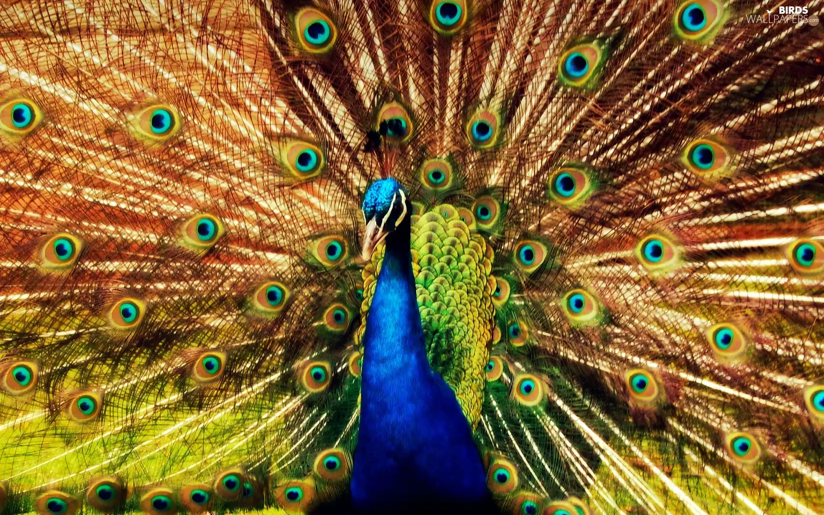 peacock