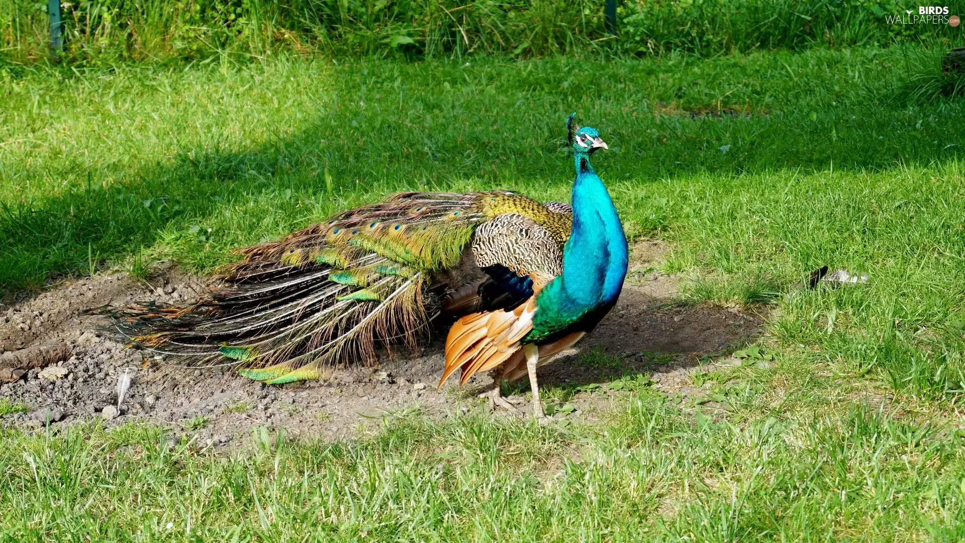 peacock