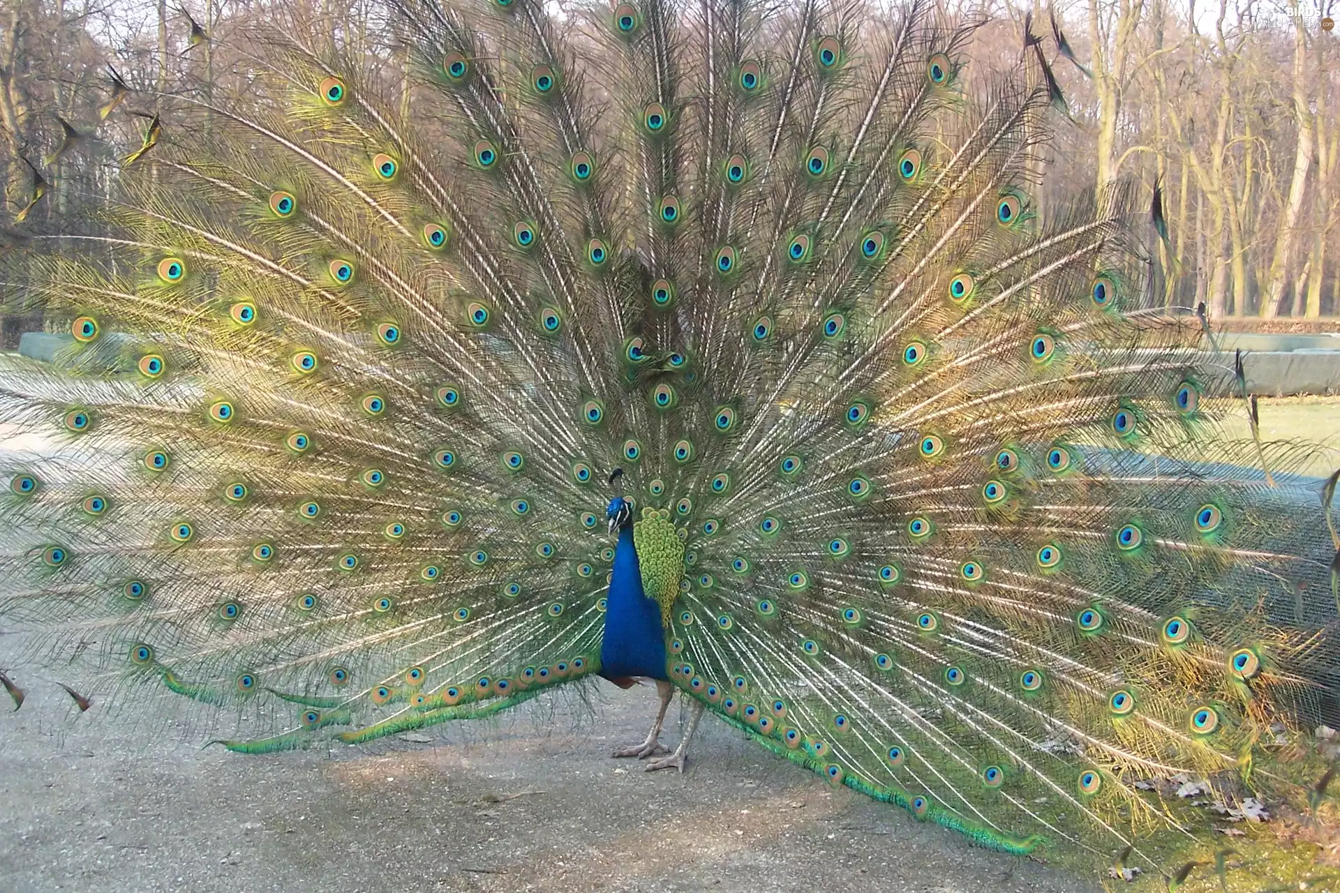 peacock
