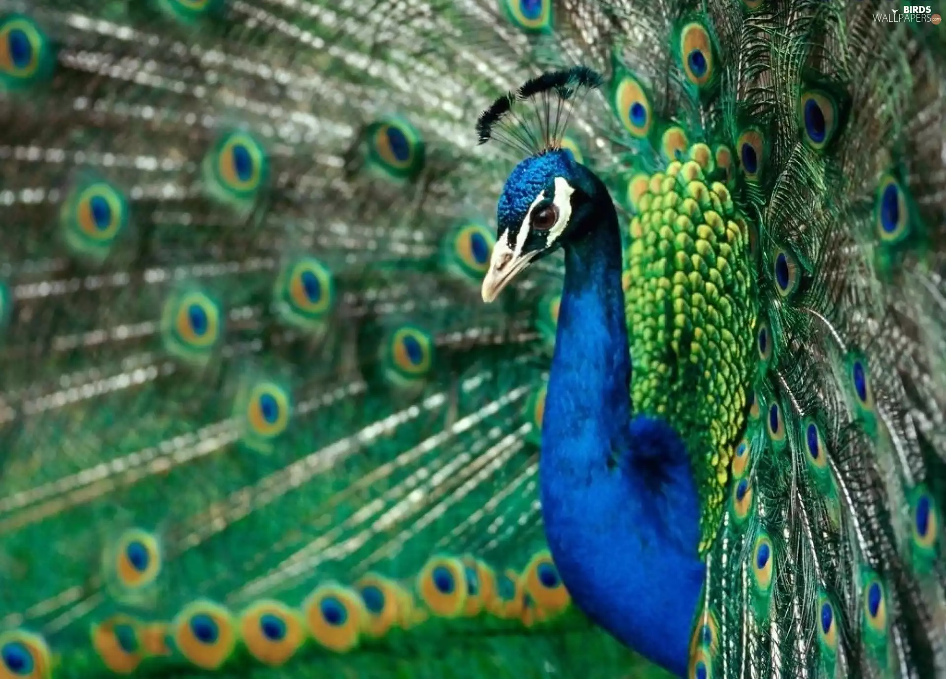 peacock