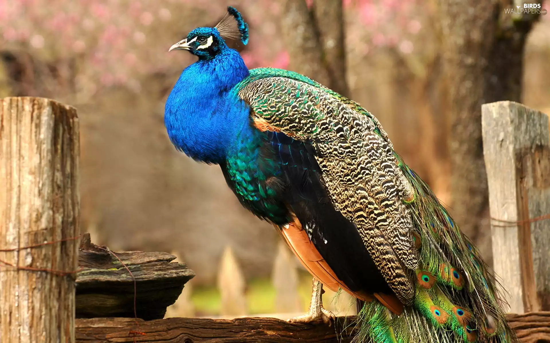 peacock