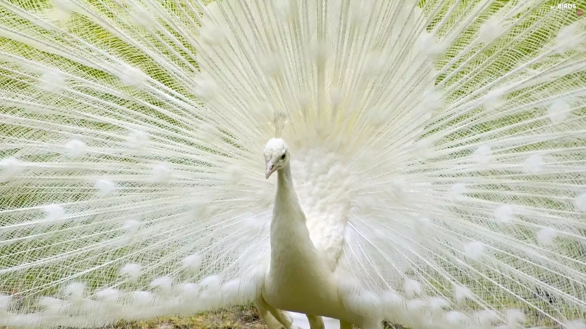 peacock, Albinos