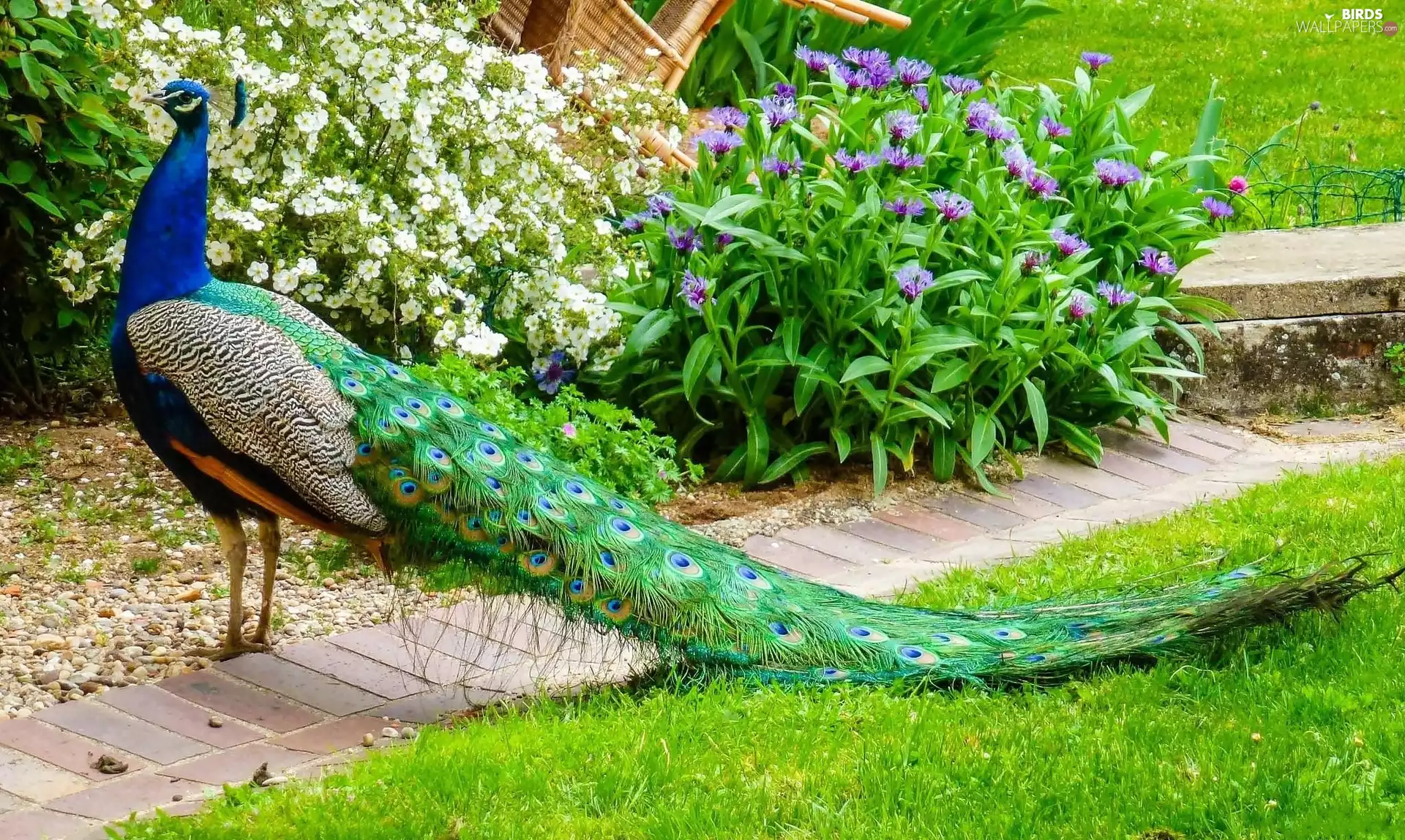 Beatyfull, Garden, Flowers, peacock