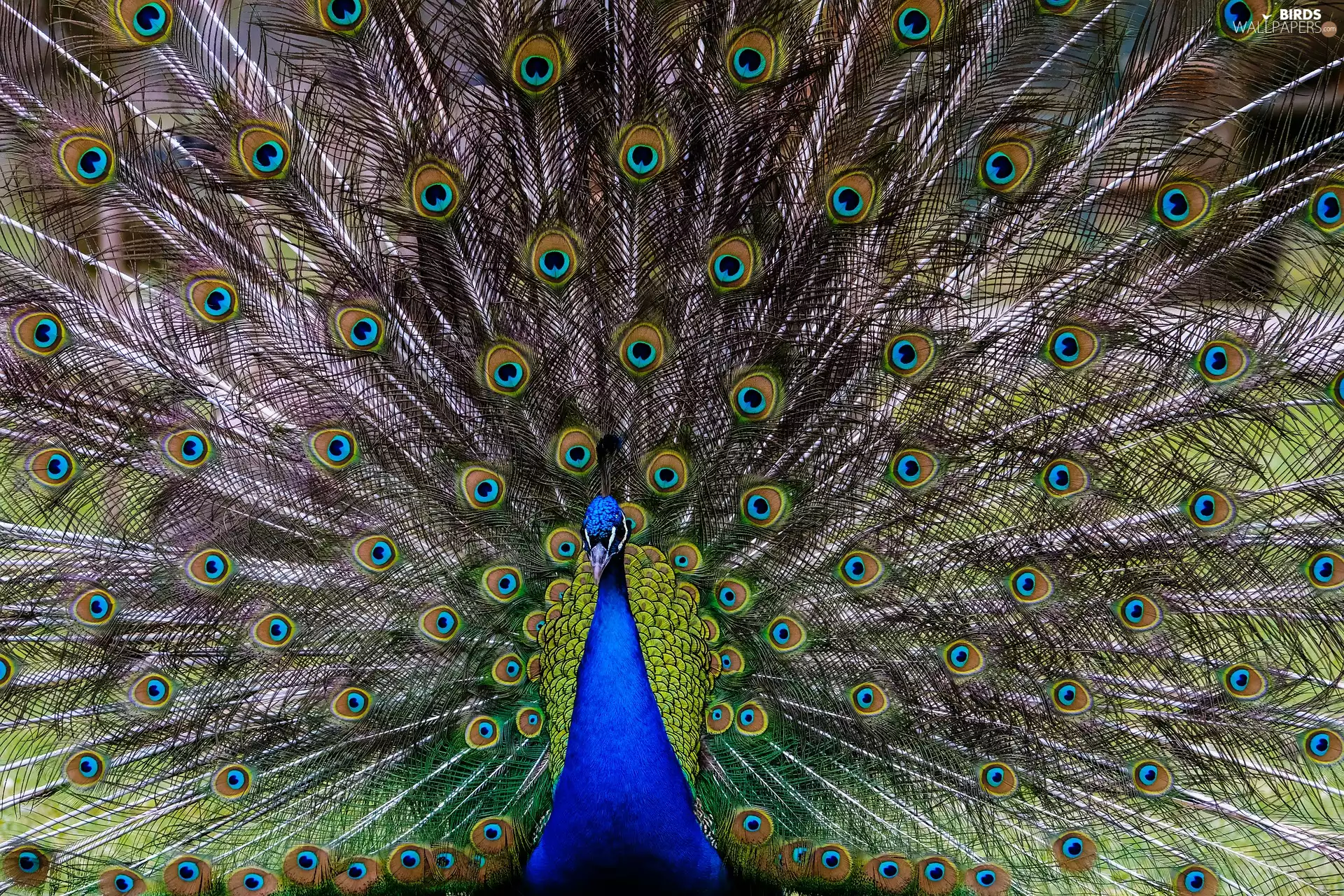 Bird, peacocks, feather, peacock