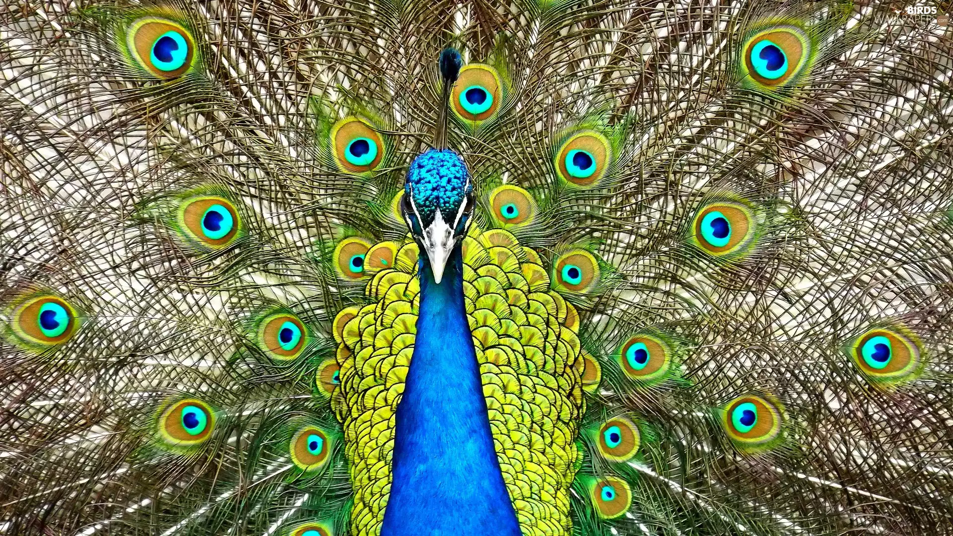 Bird, feather, tail, peacock