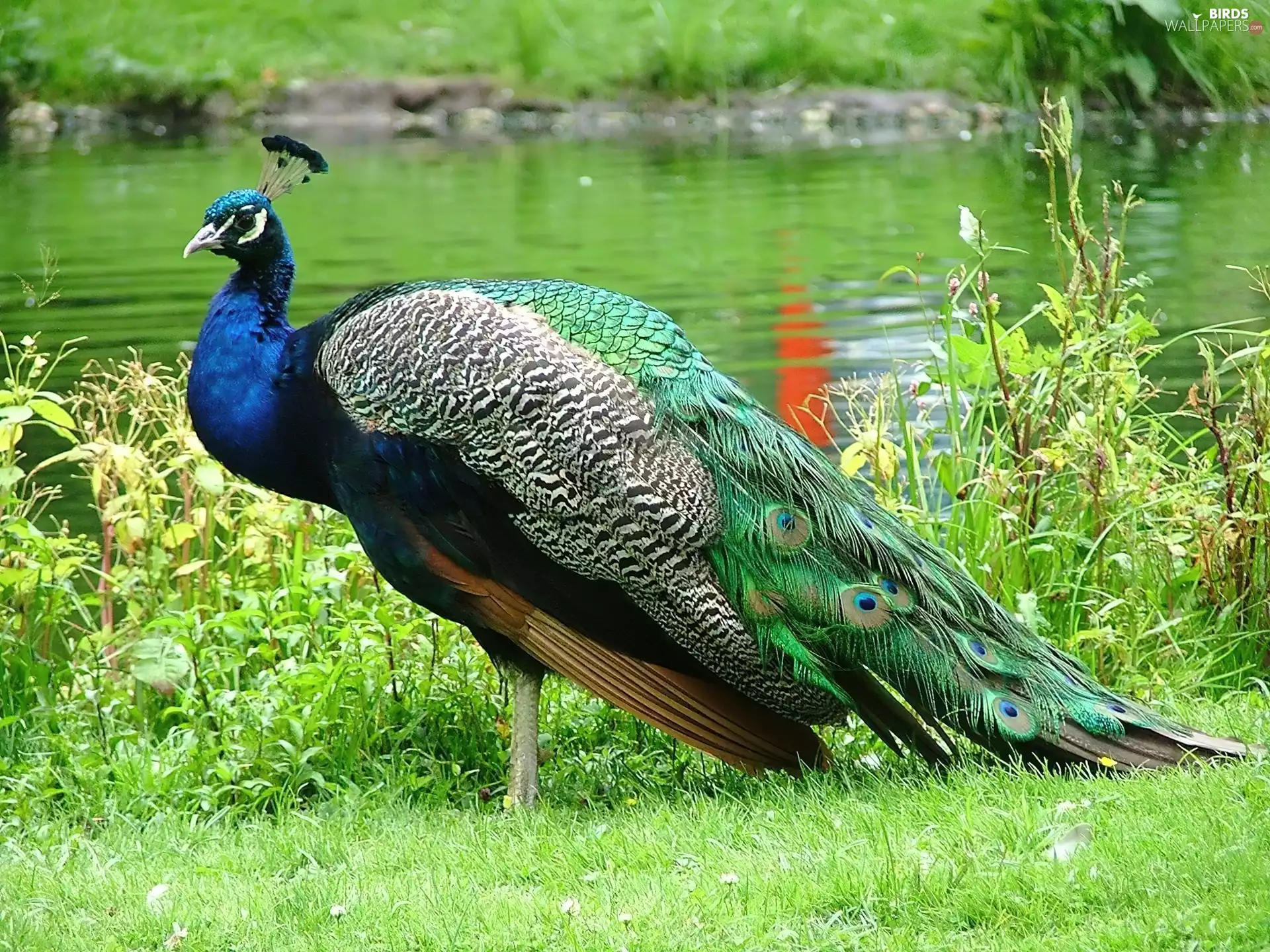 peacock, Beatyfull, color
