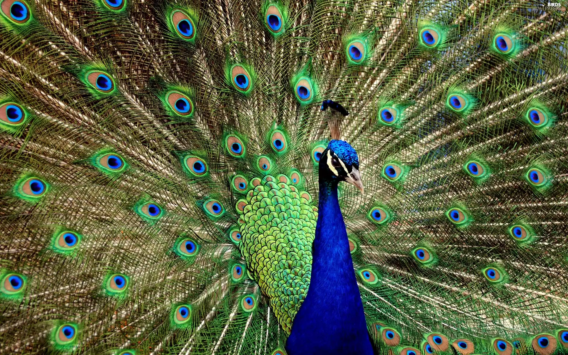 peacock, extremely, color