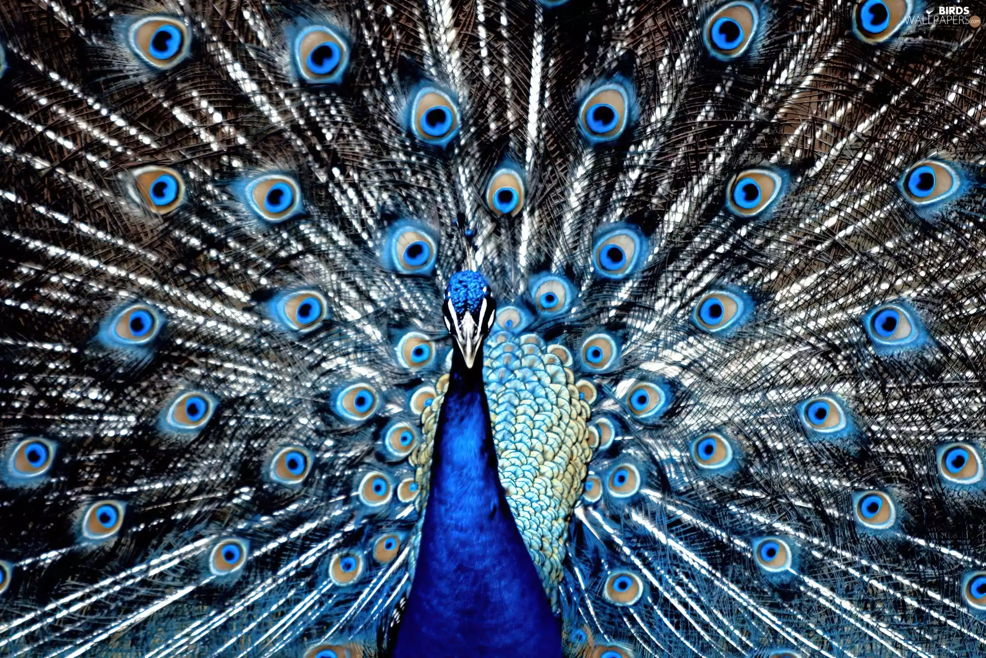 peacock, feather
