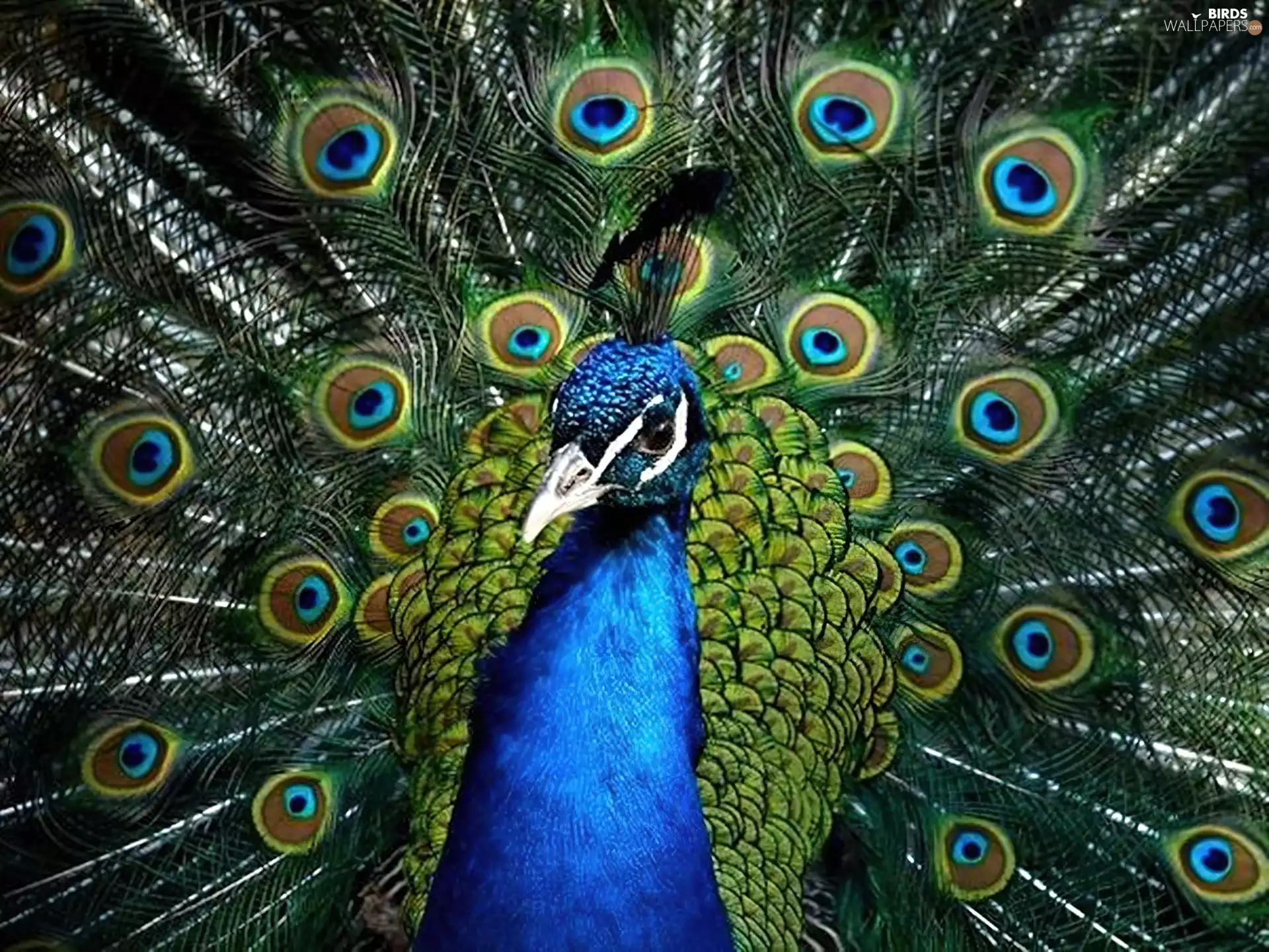 peacock, feather
