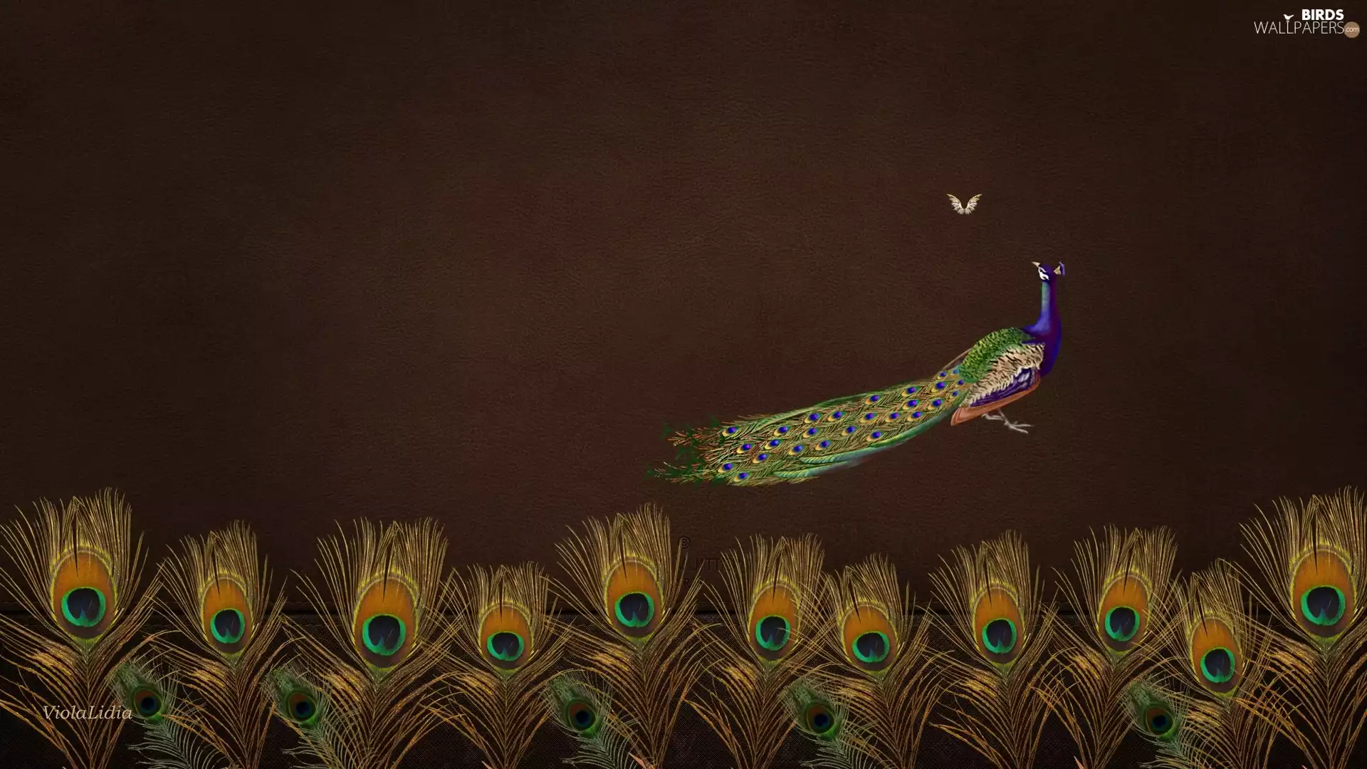 graphics, peacocks, feather, peacock