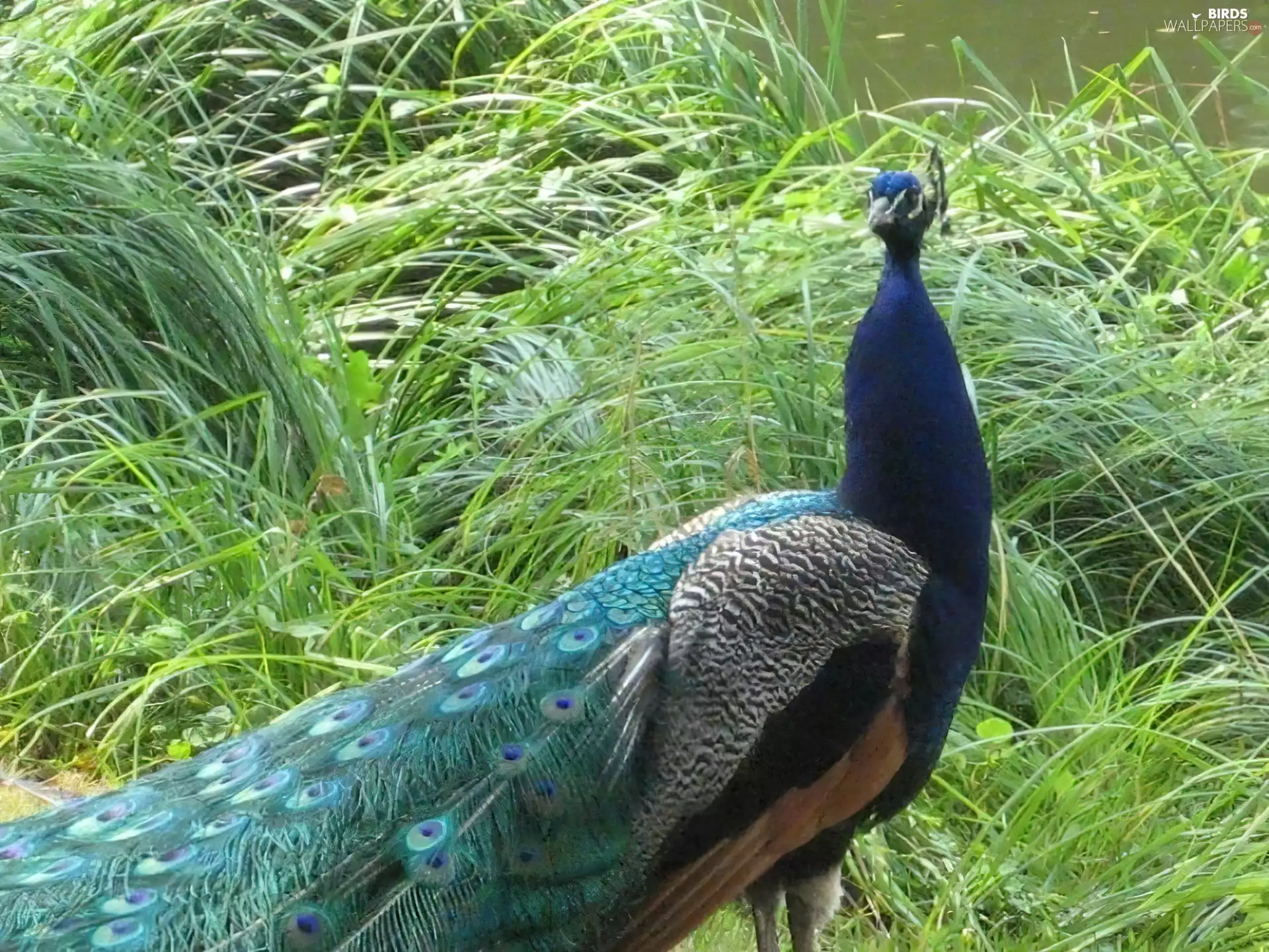 peacock, grass