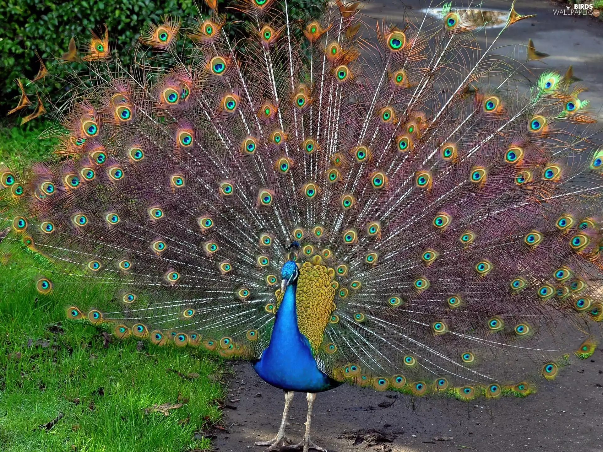peacock, grass