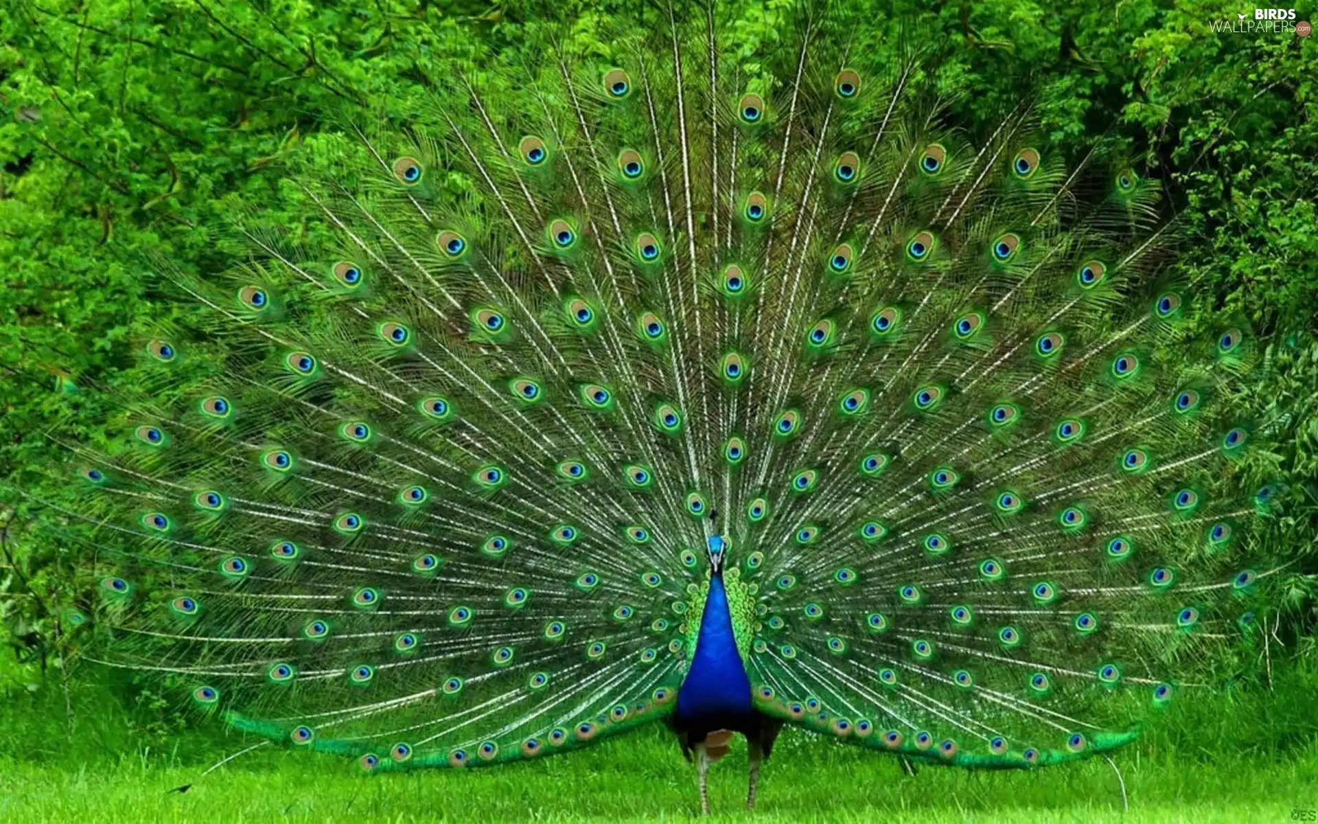 peacock, green