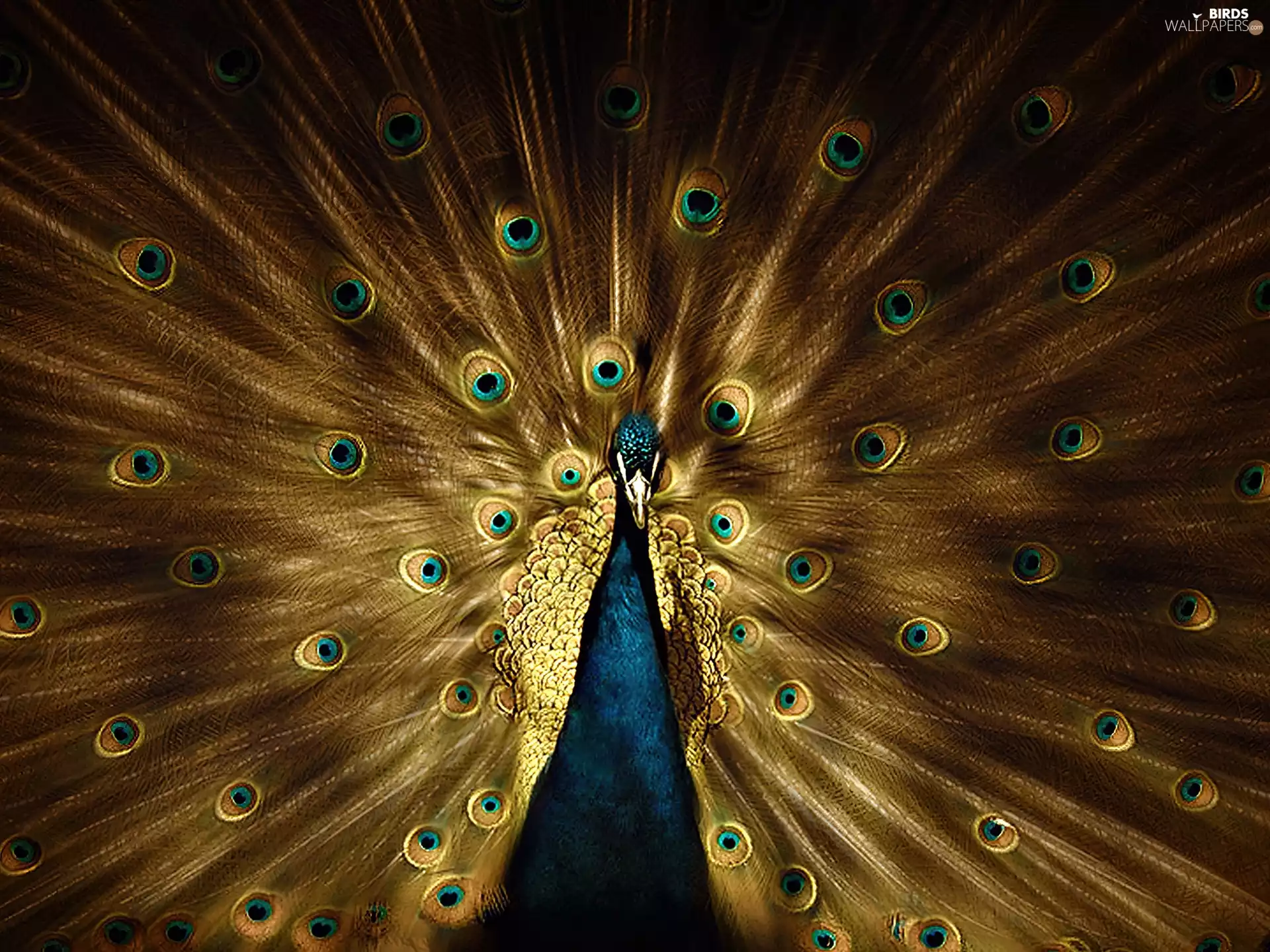 male, tail, feather, peacock