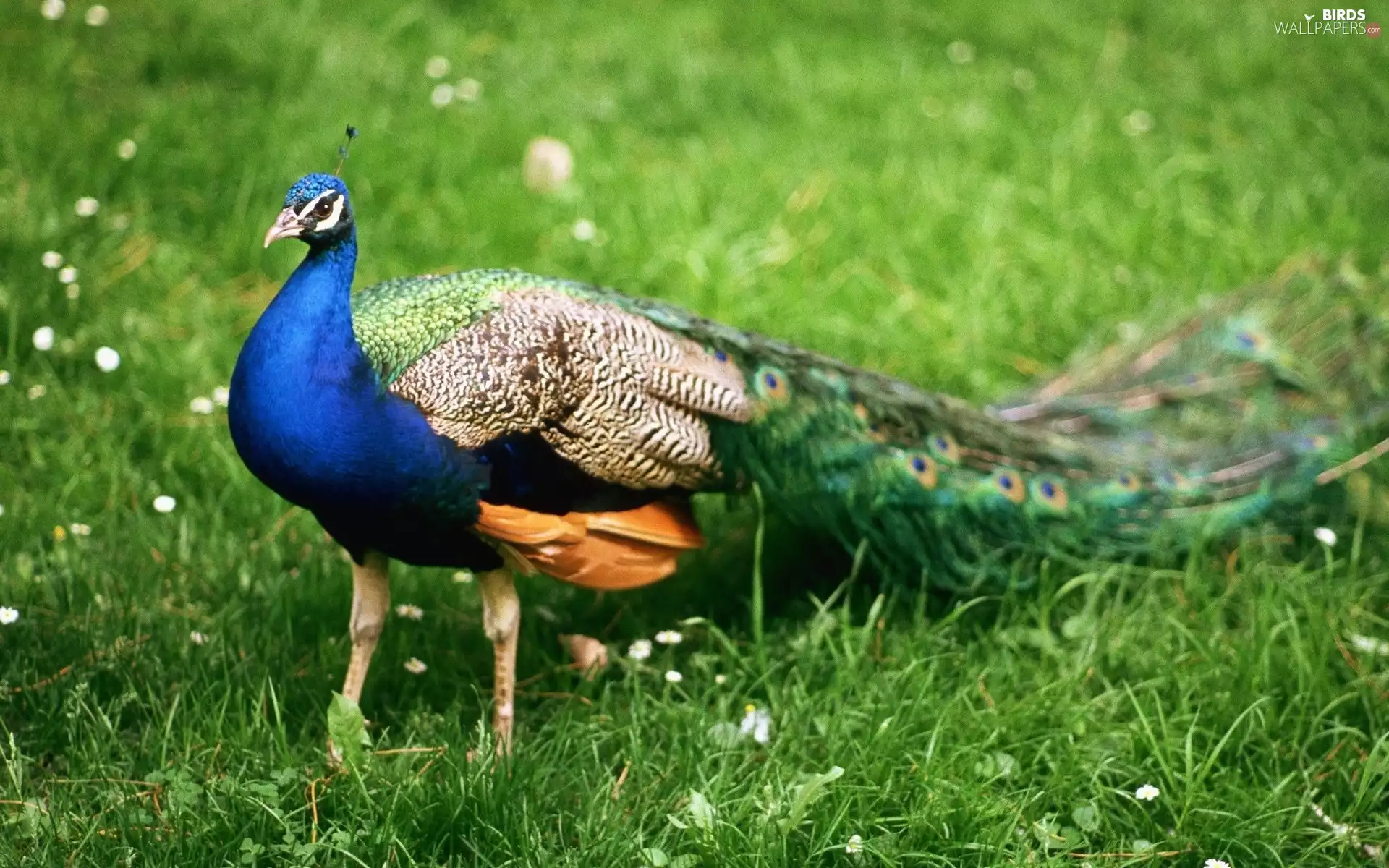 peacock, Meadow