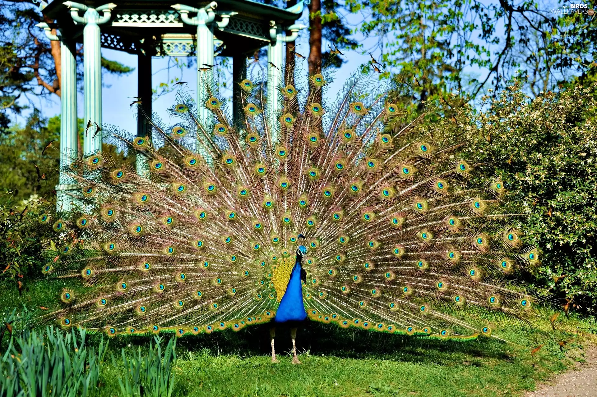 peacock, Park