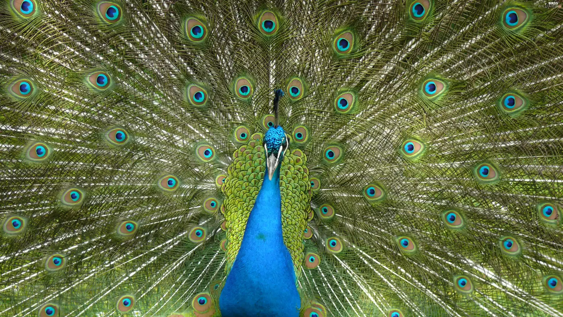 peacock, tail