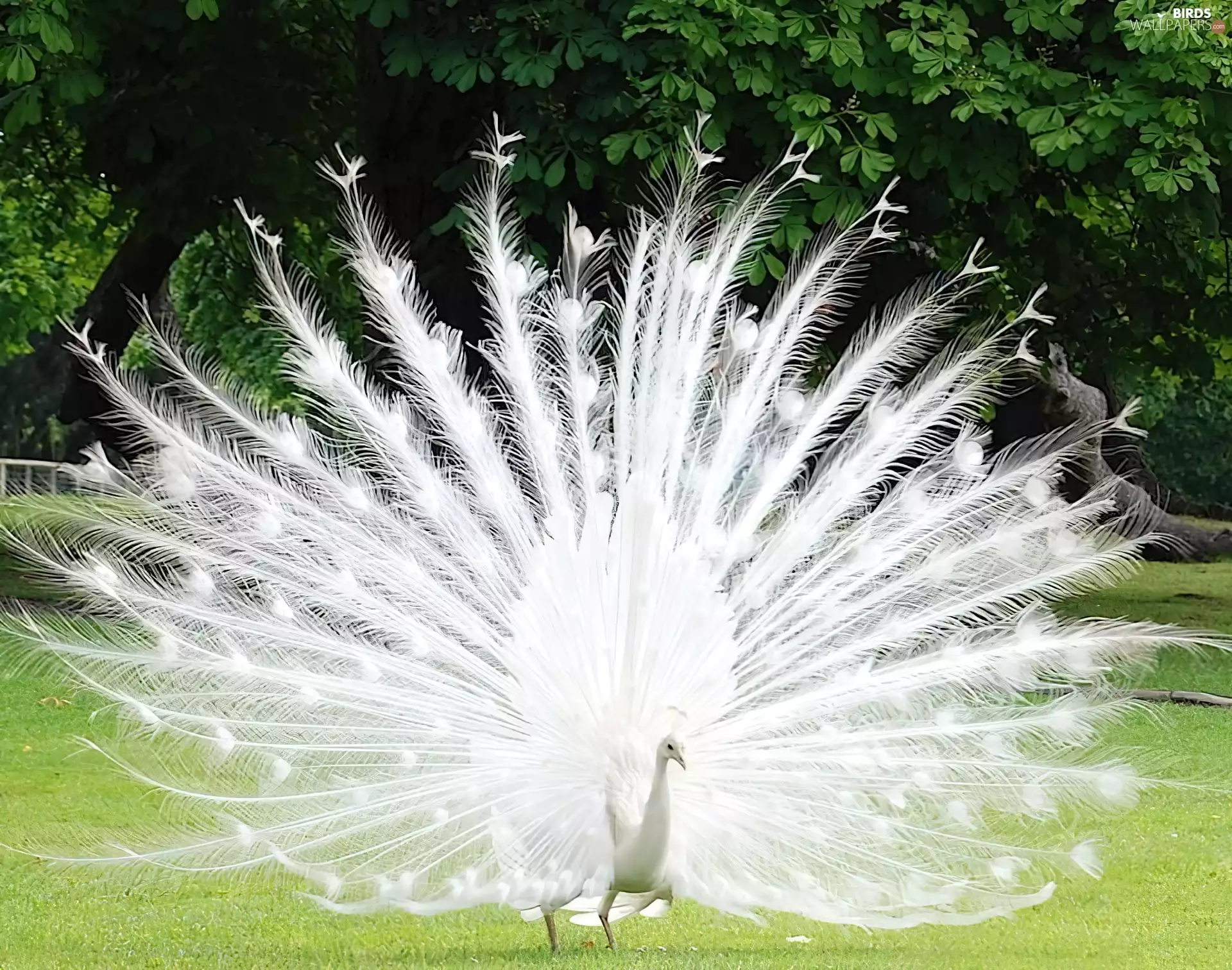 peacock, Beatyfull, White