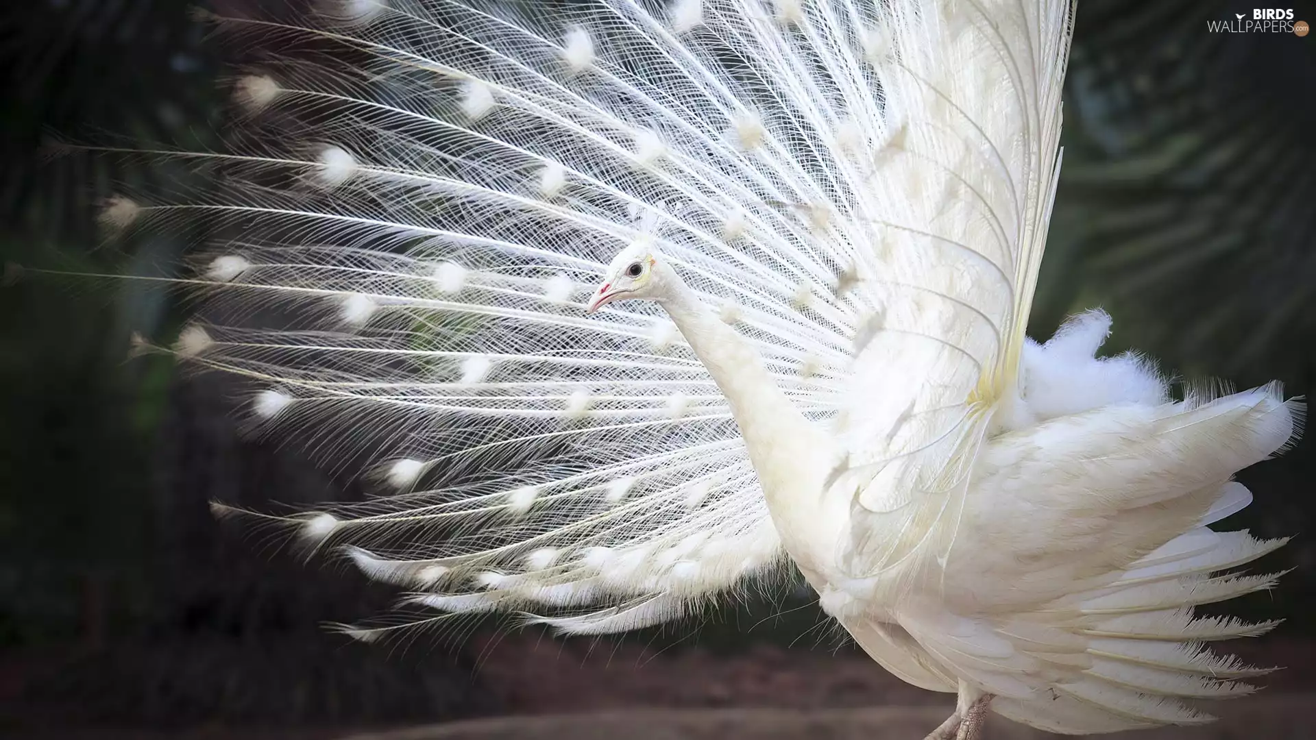 White, Outstretched, tail, peacock