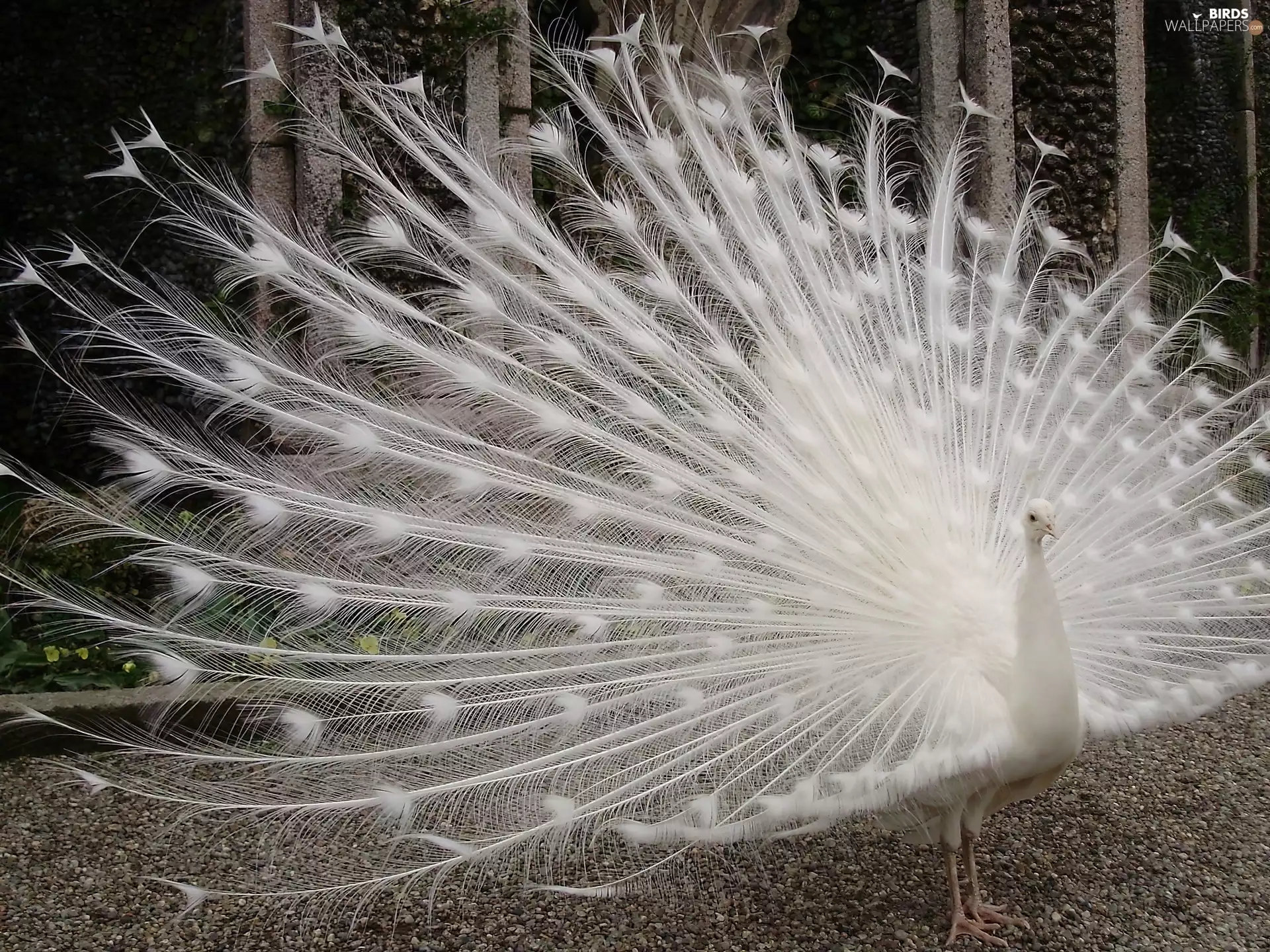 White, Striped, tail, peacock