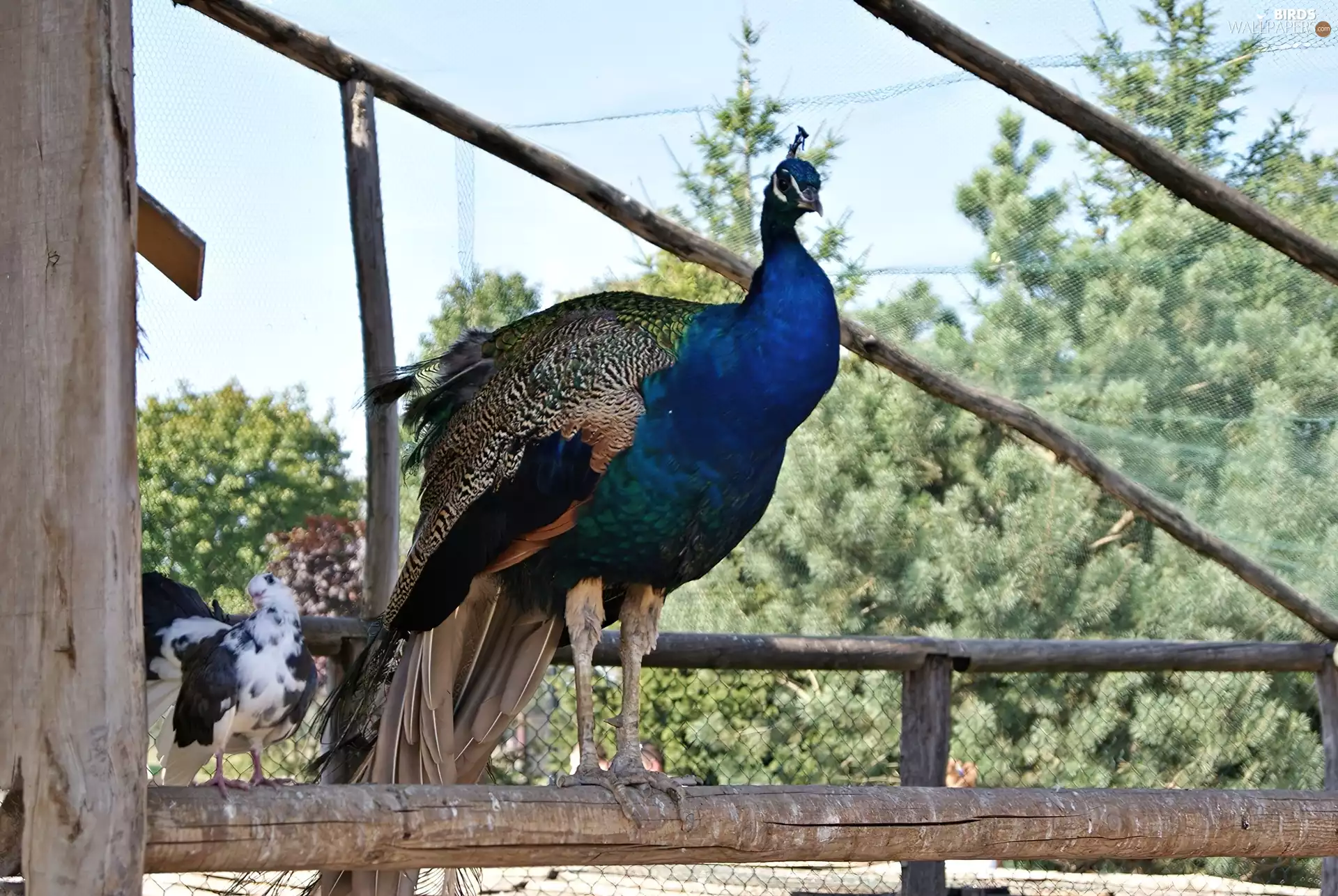 peacock, zoo