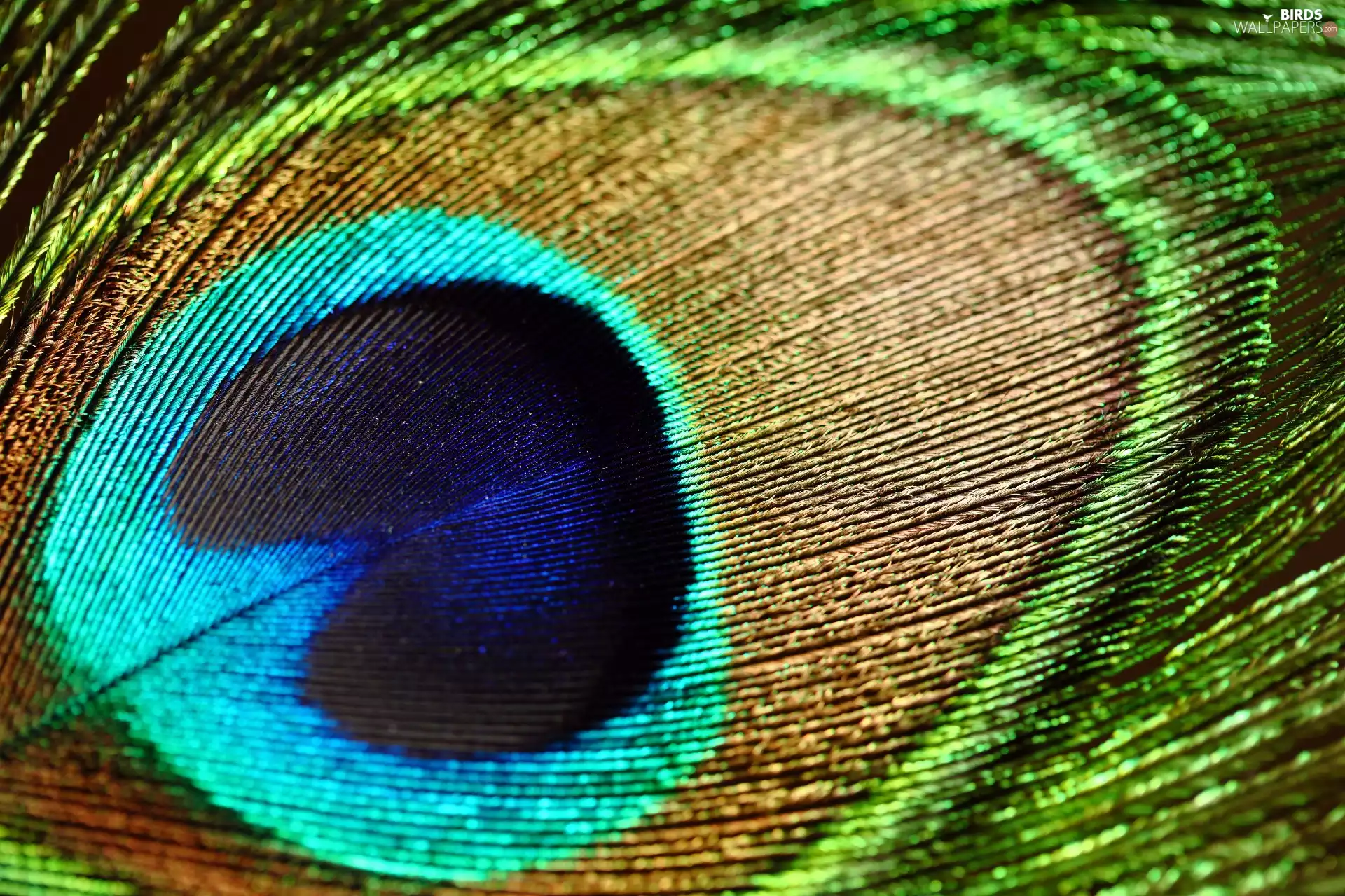 peacocks, eye