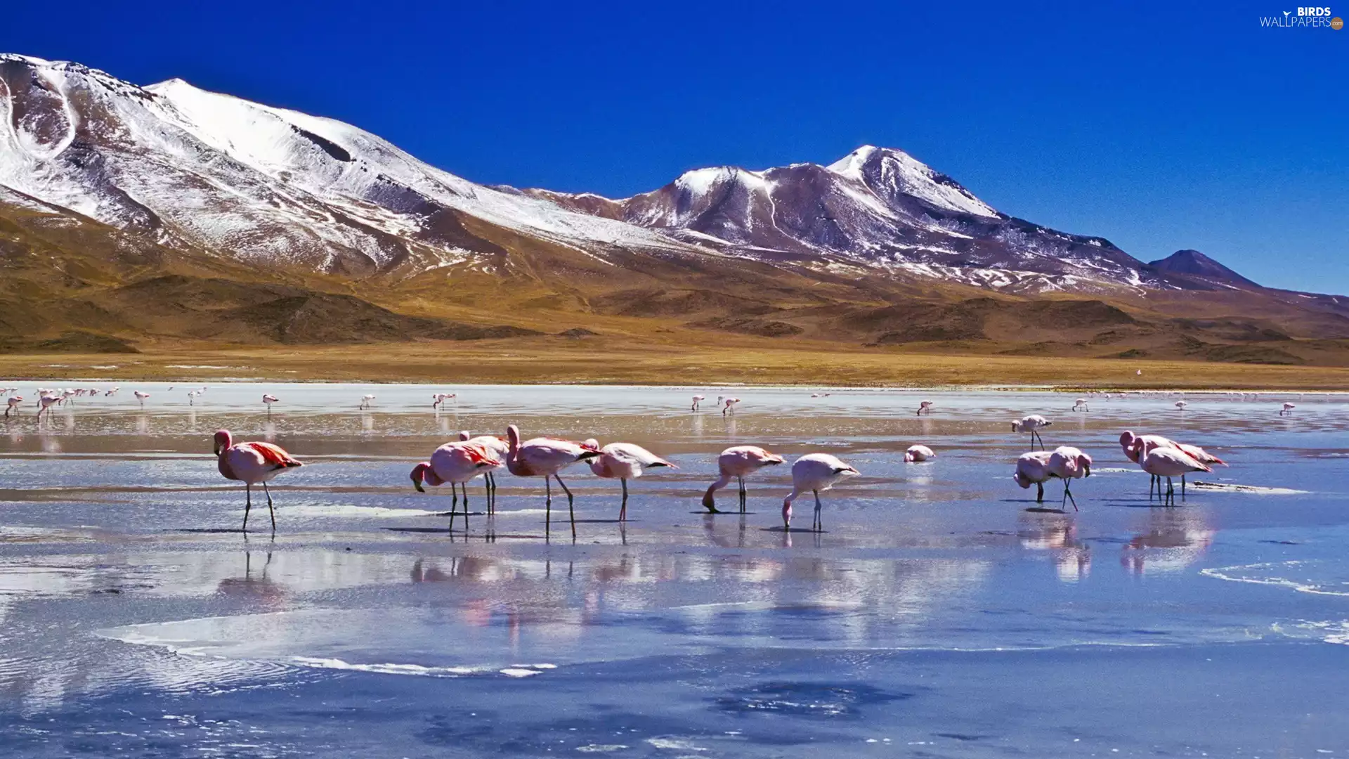 Snowy, peaks, River, Mountains, Flamingos