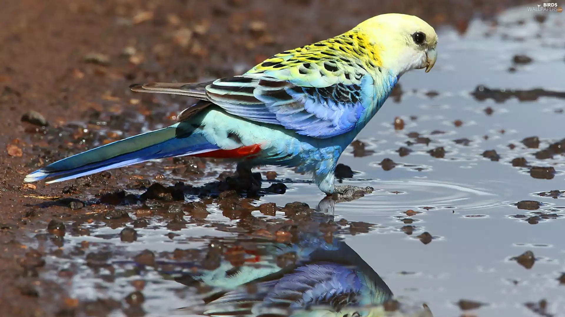 parrot, Pebble, water, Platycercus Eximius