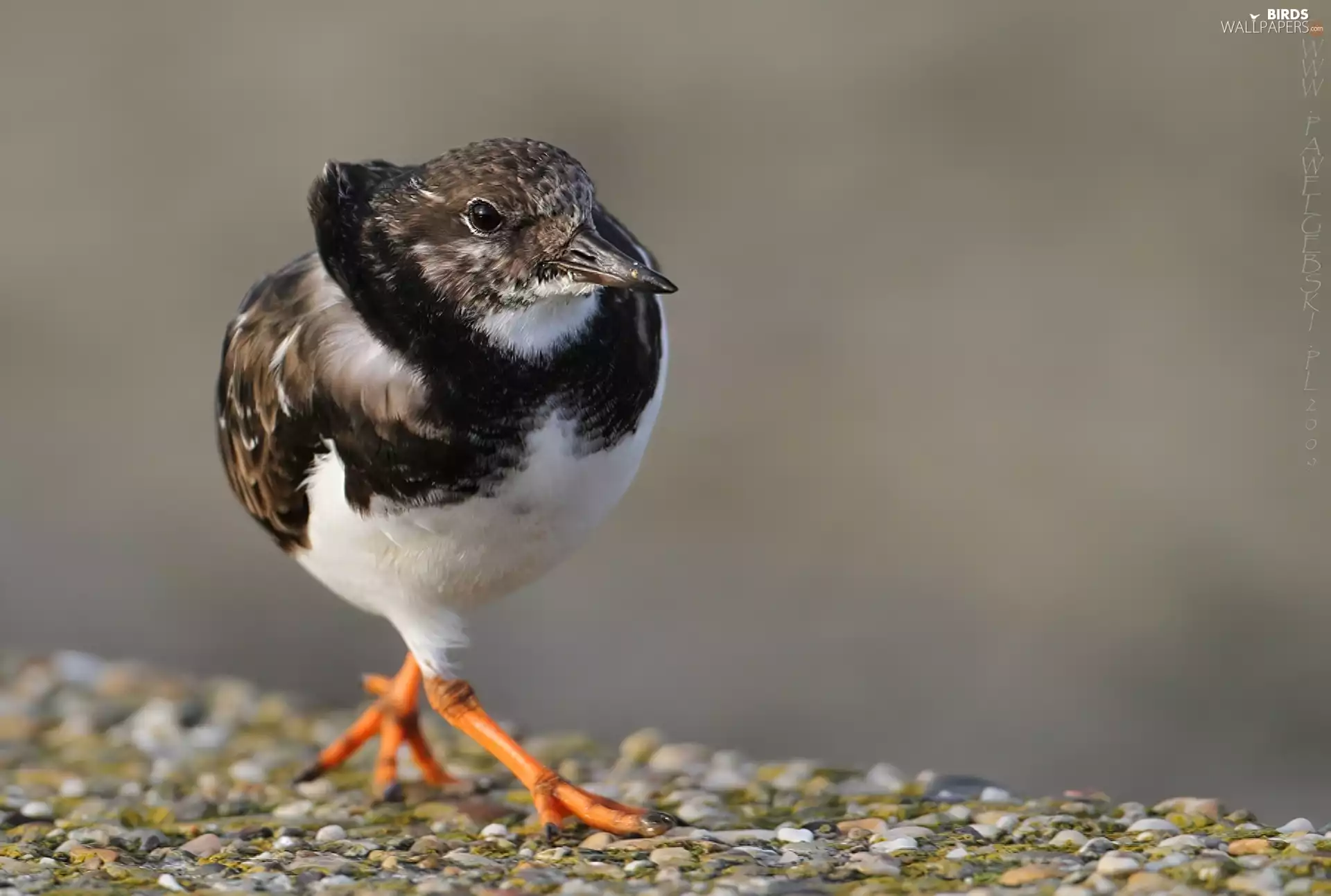 pebbles, sandpiper, birdies