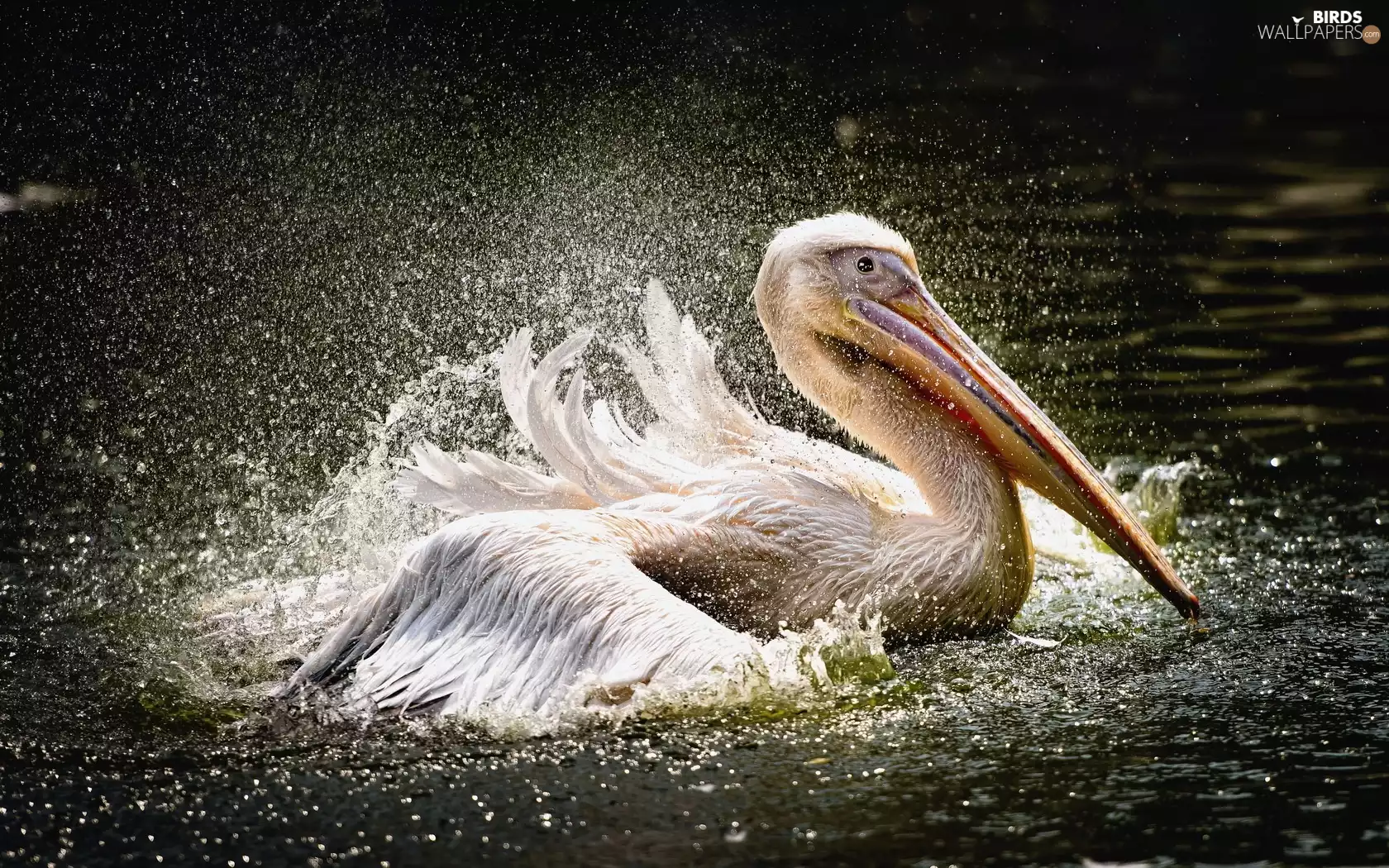 pelican, water