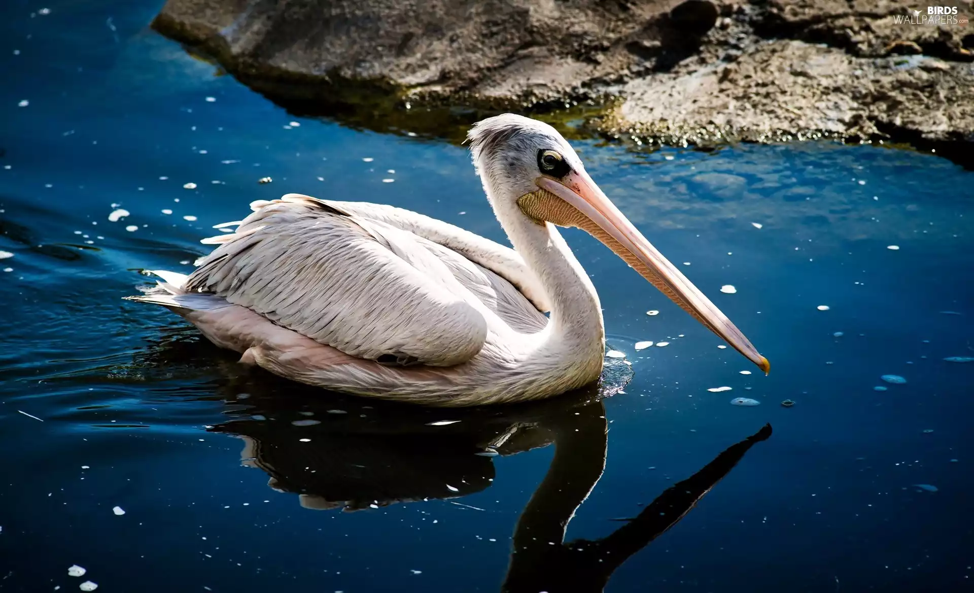 pelican, water
