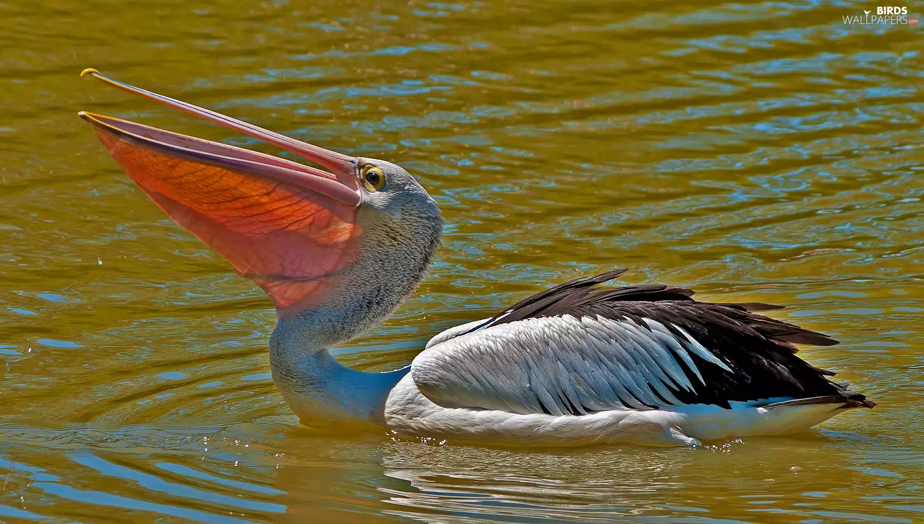 pelican, water