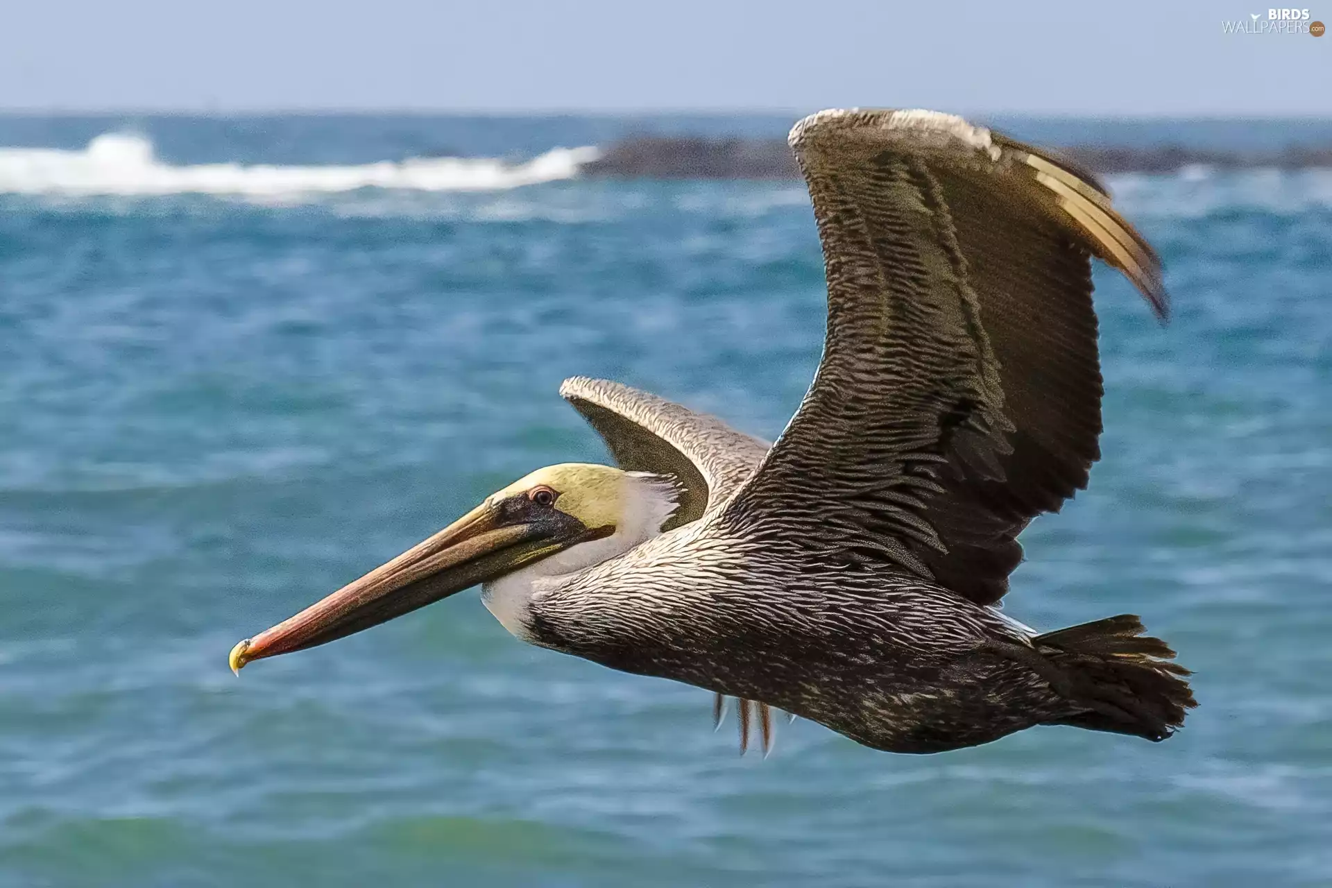 pelican, Locie, water, ##