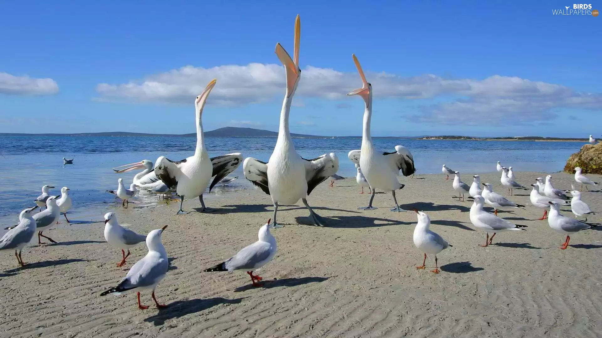 pelicans, gulls