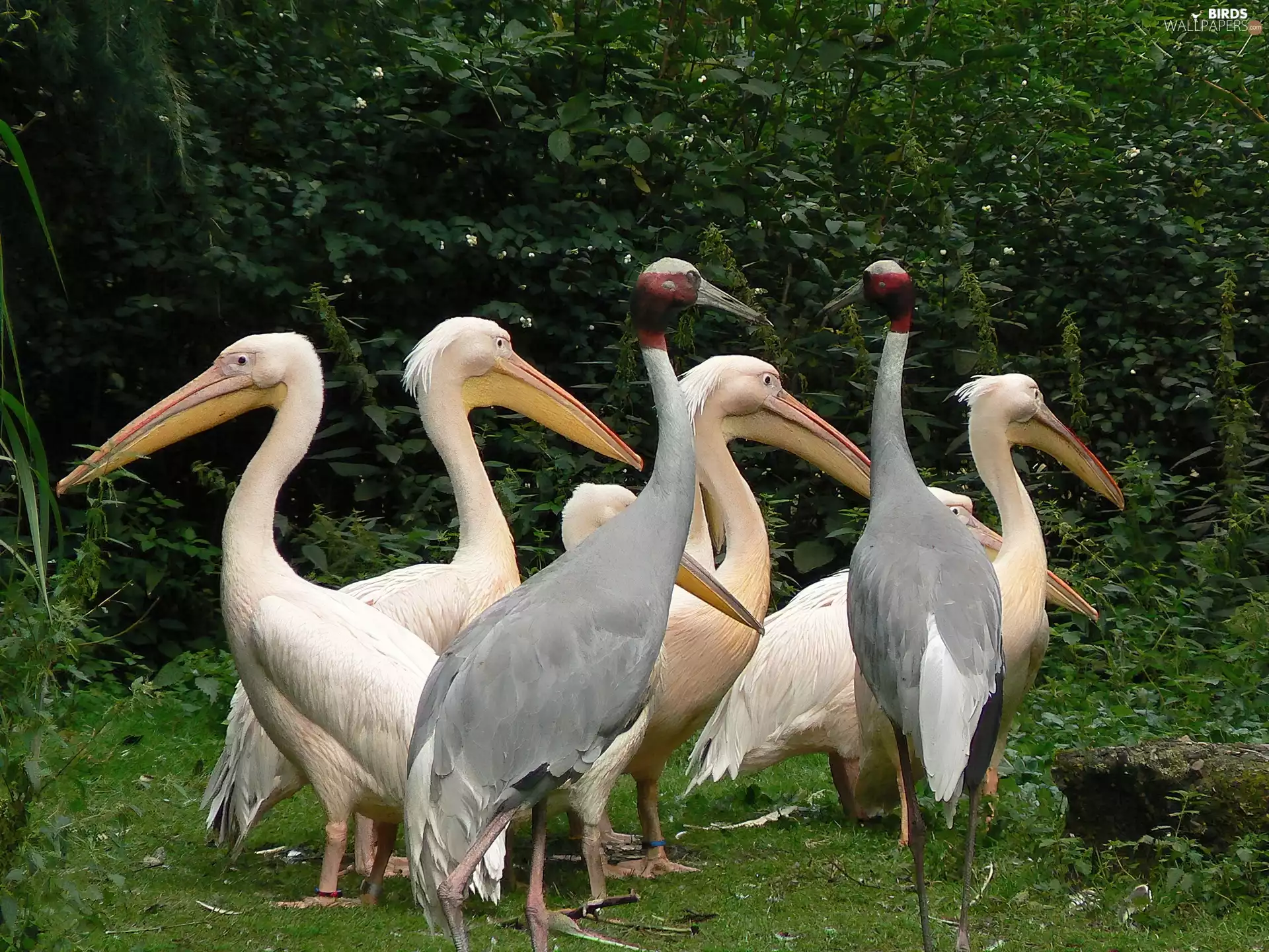 pelicans, herd