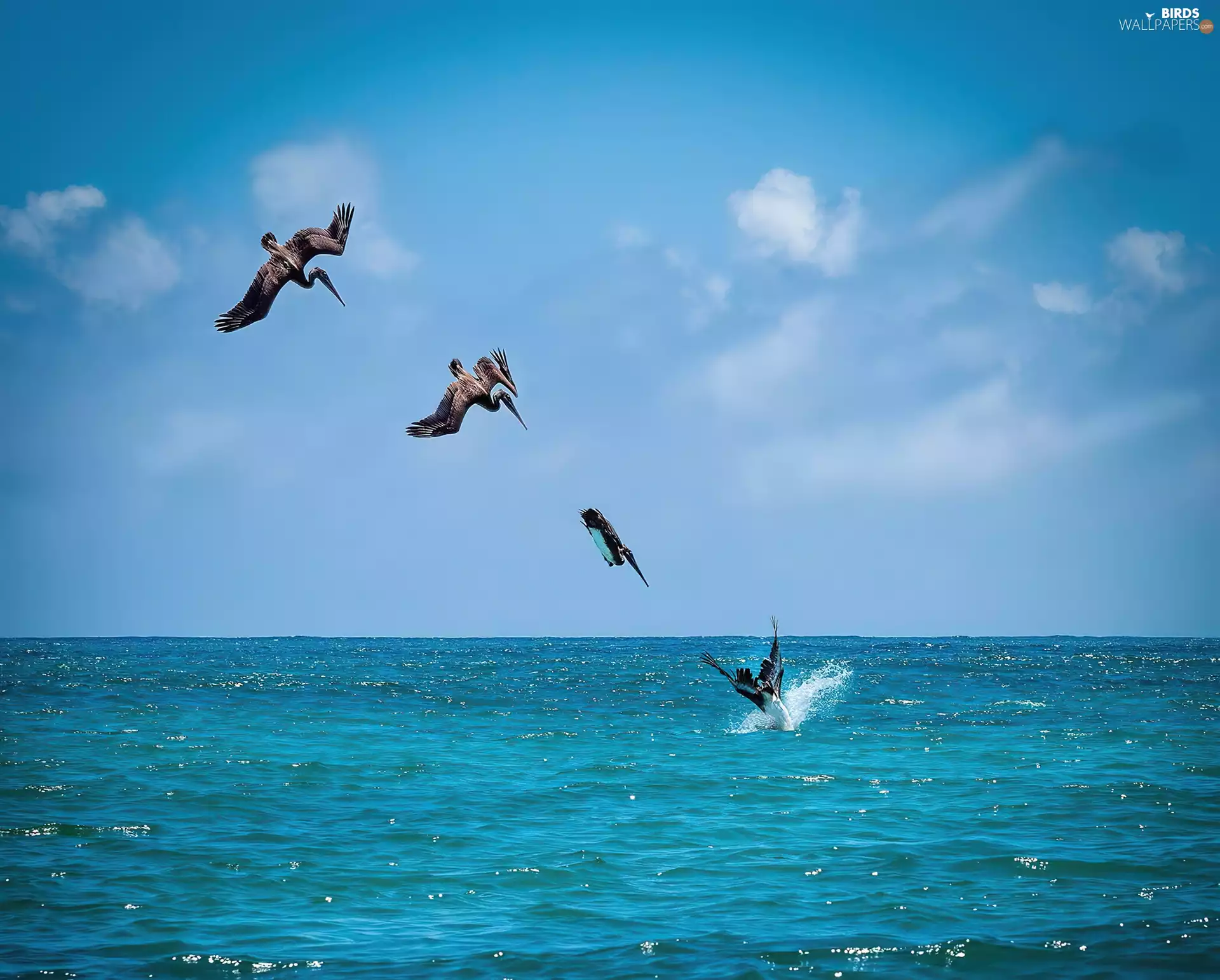 pelicans, sea
