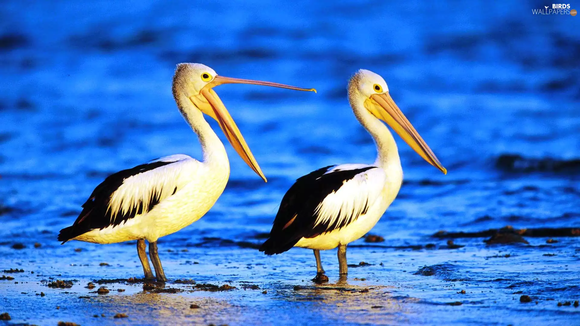 pelicans, water